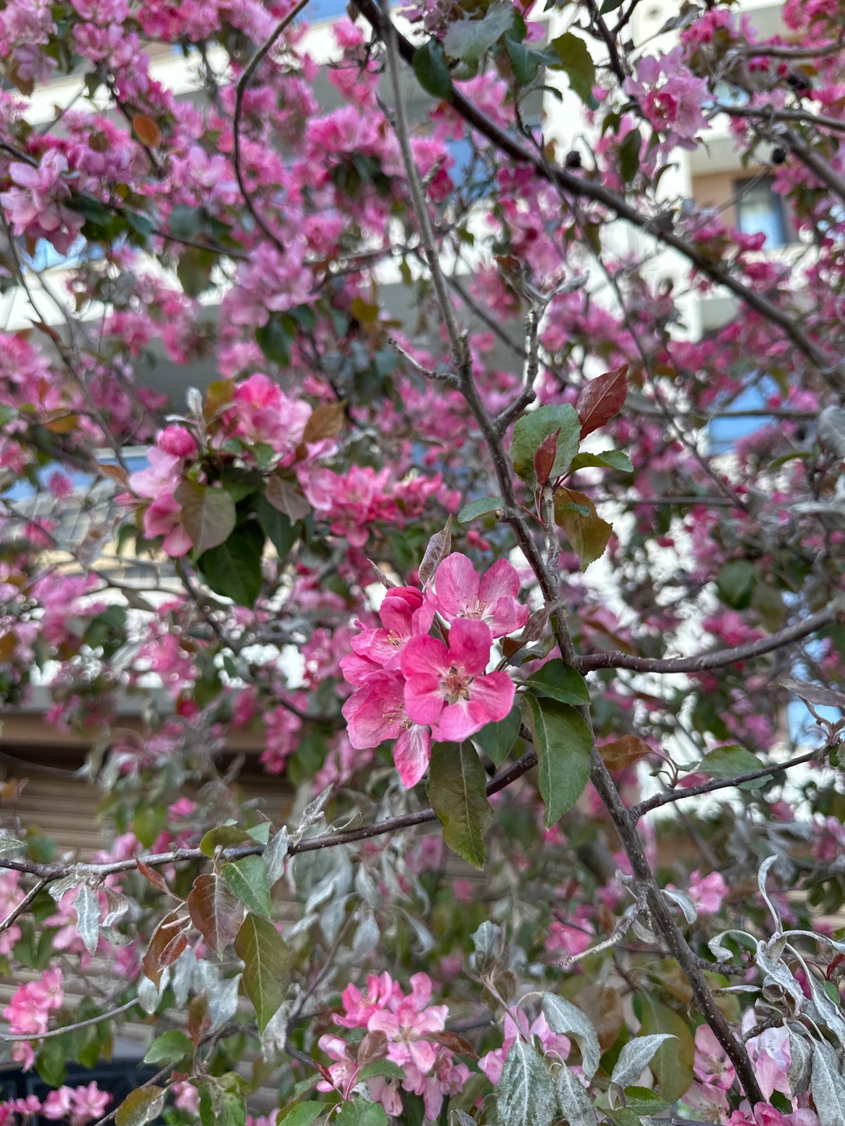 Morning walk documented through springtime Sofia streets