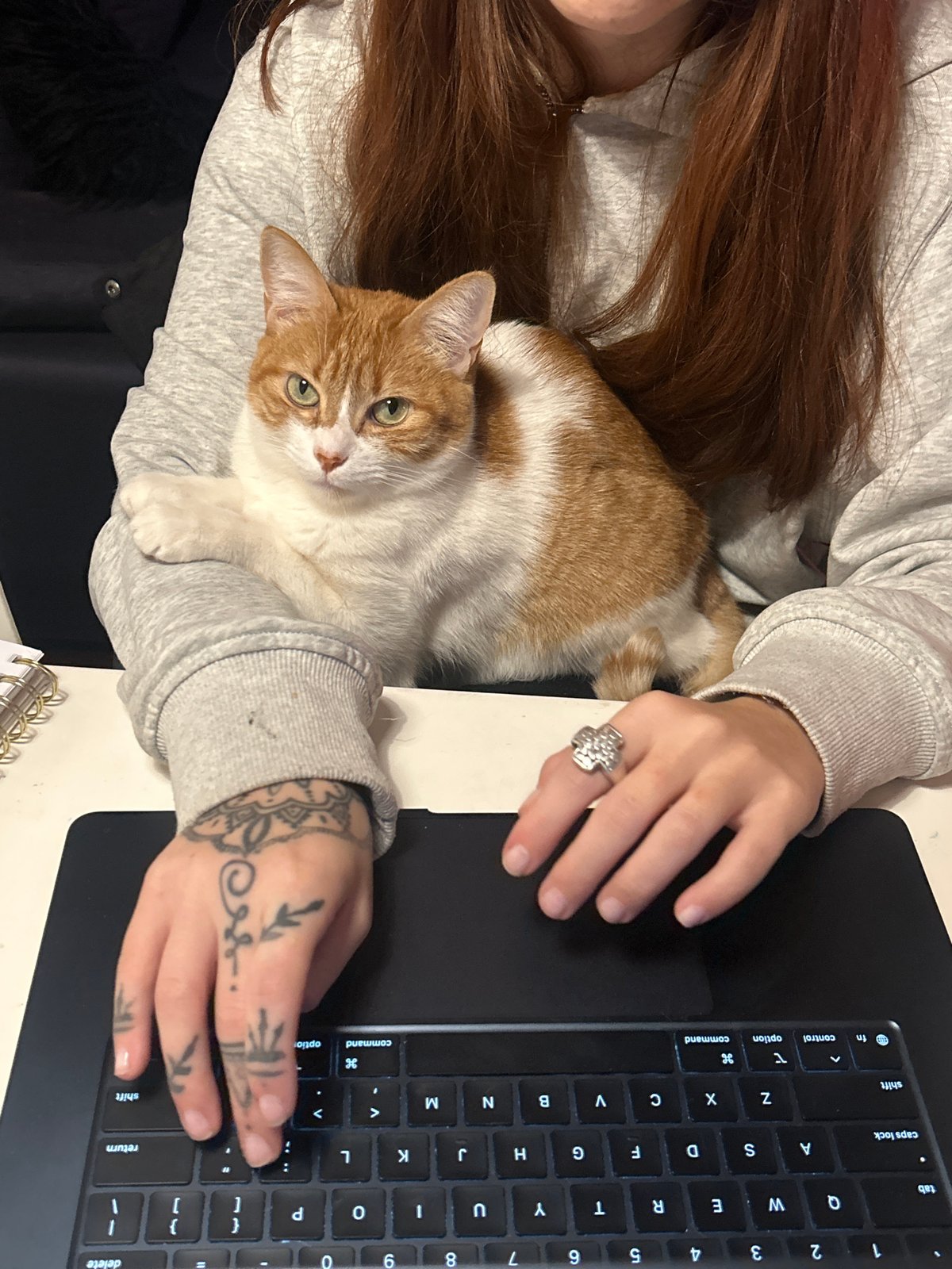 Person works on laptop with cat companion in Buenos Aires