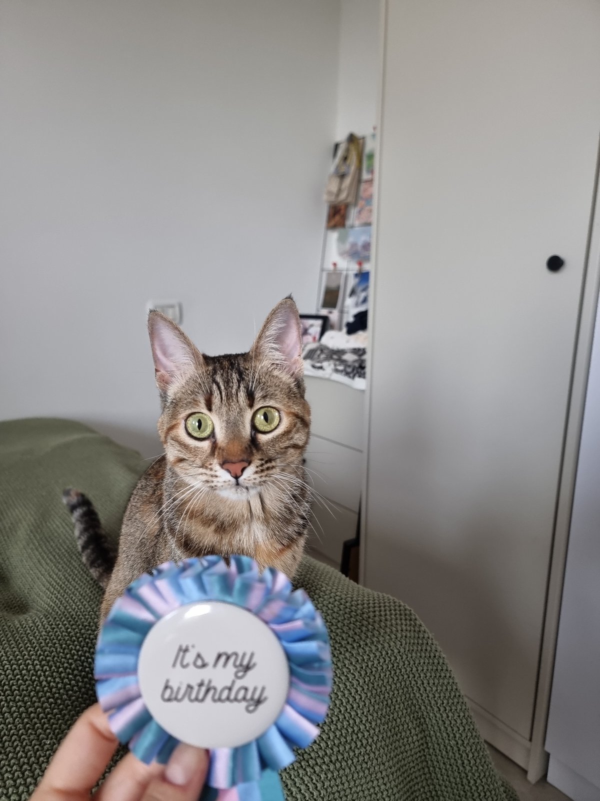 Cat celebrates second birthday with rosette in Ramat Gan
