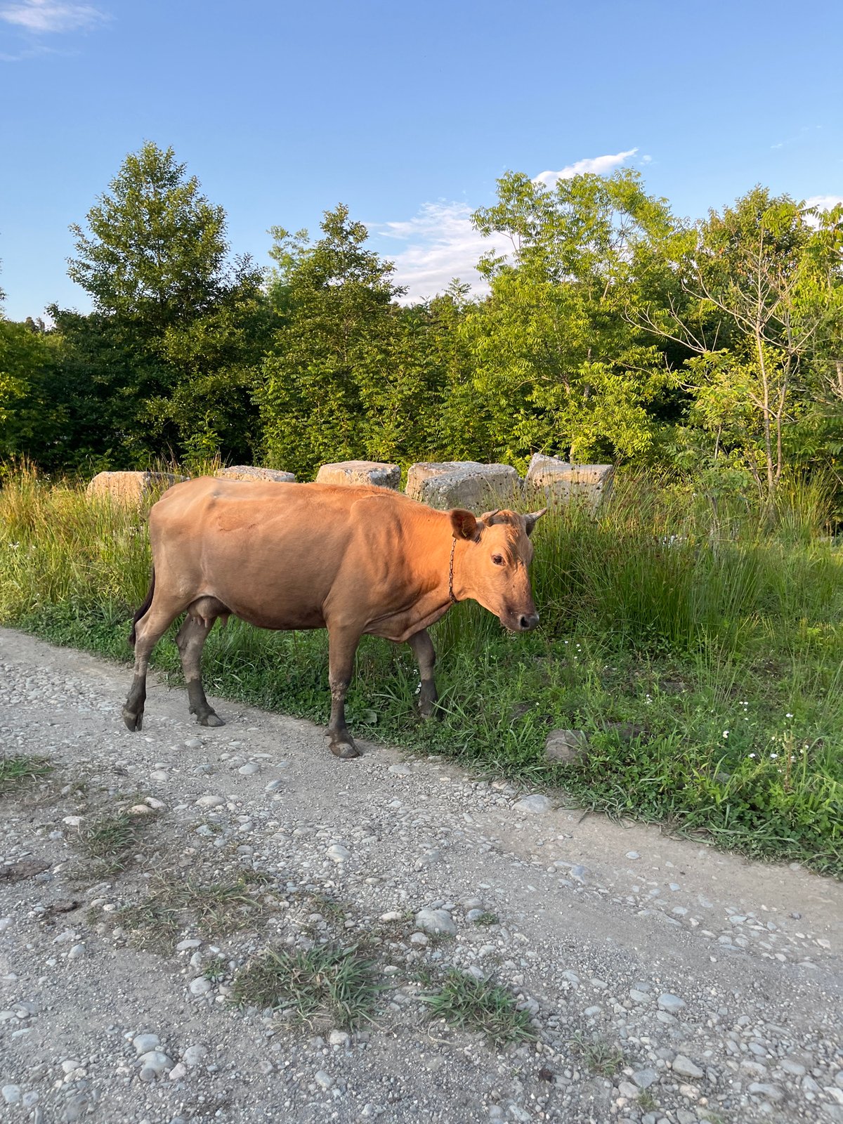 Rural Ureki: livestock, construction, and railway crossings on a July afternoon