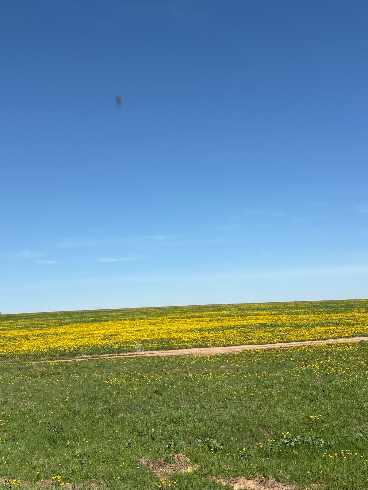 Yellow wildflower field observed under clear skies in rural Russia
