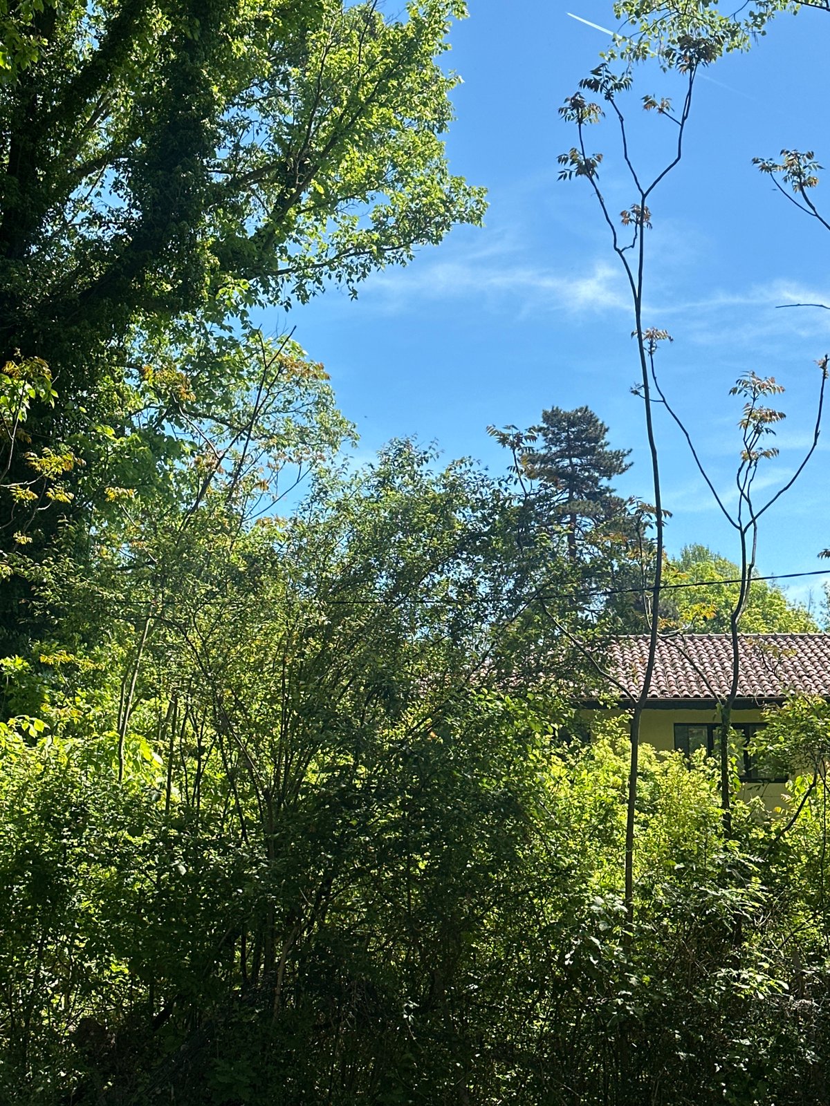 Morning sky view captured above trees in Bulgarian village