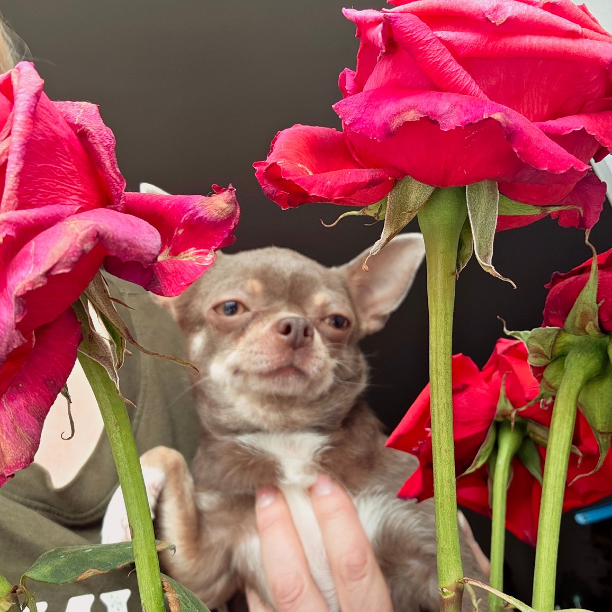 Woman poses with small dog amid red roses