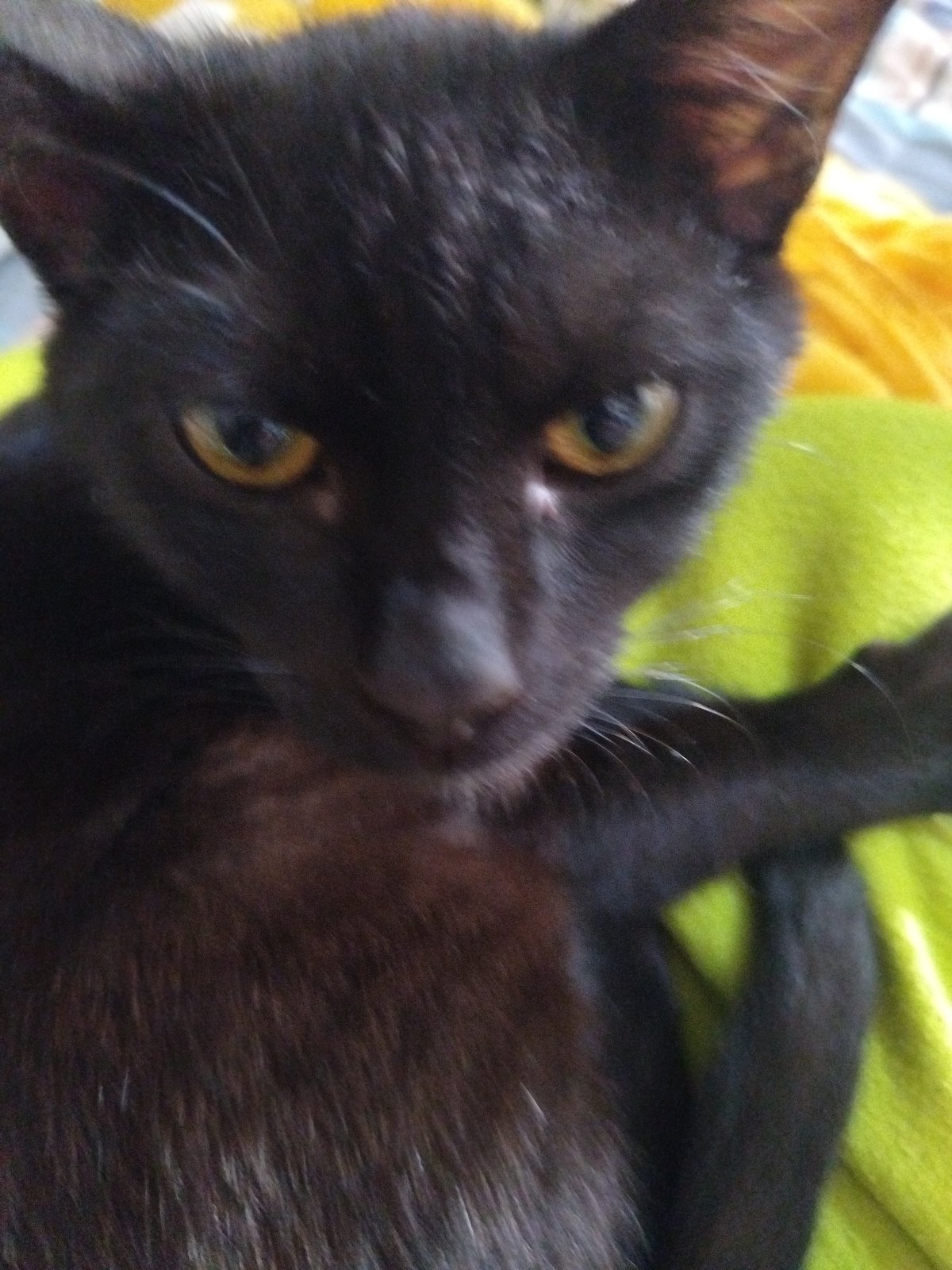 Family documents daily life with black cat in UAE home