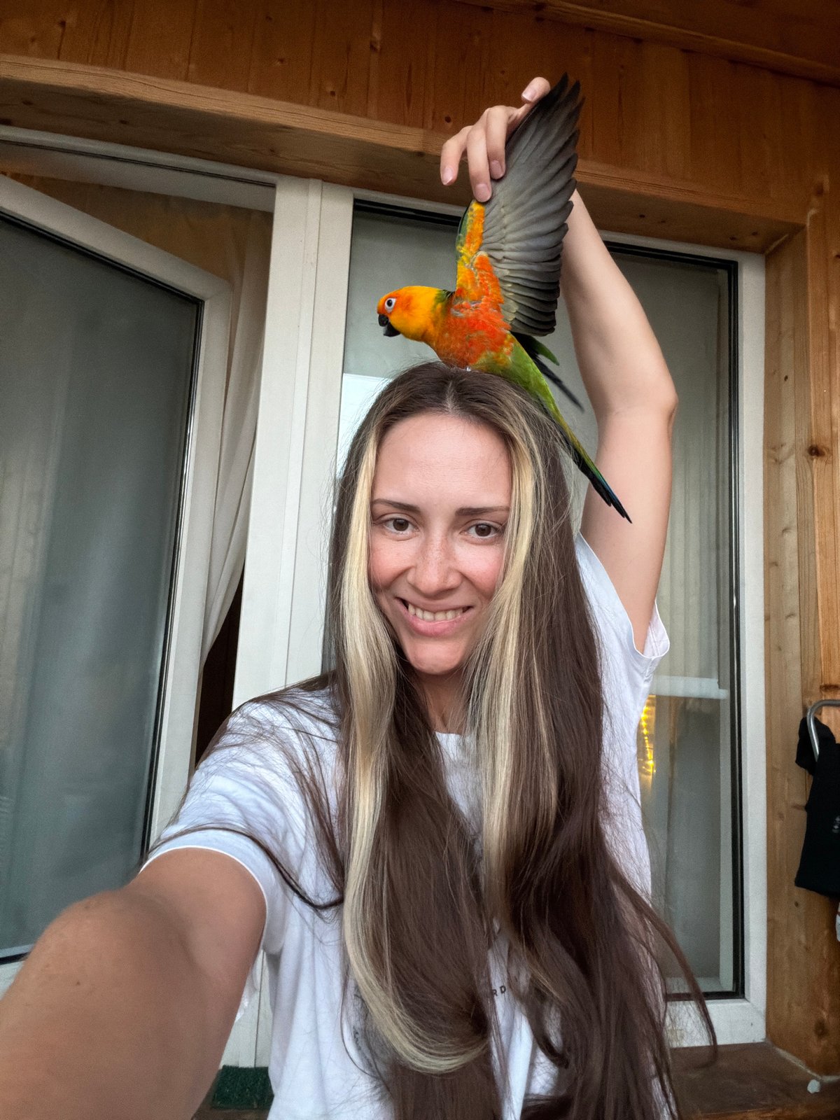 Sun Conure parrot and a Khimki afternoon, indoors and out
