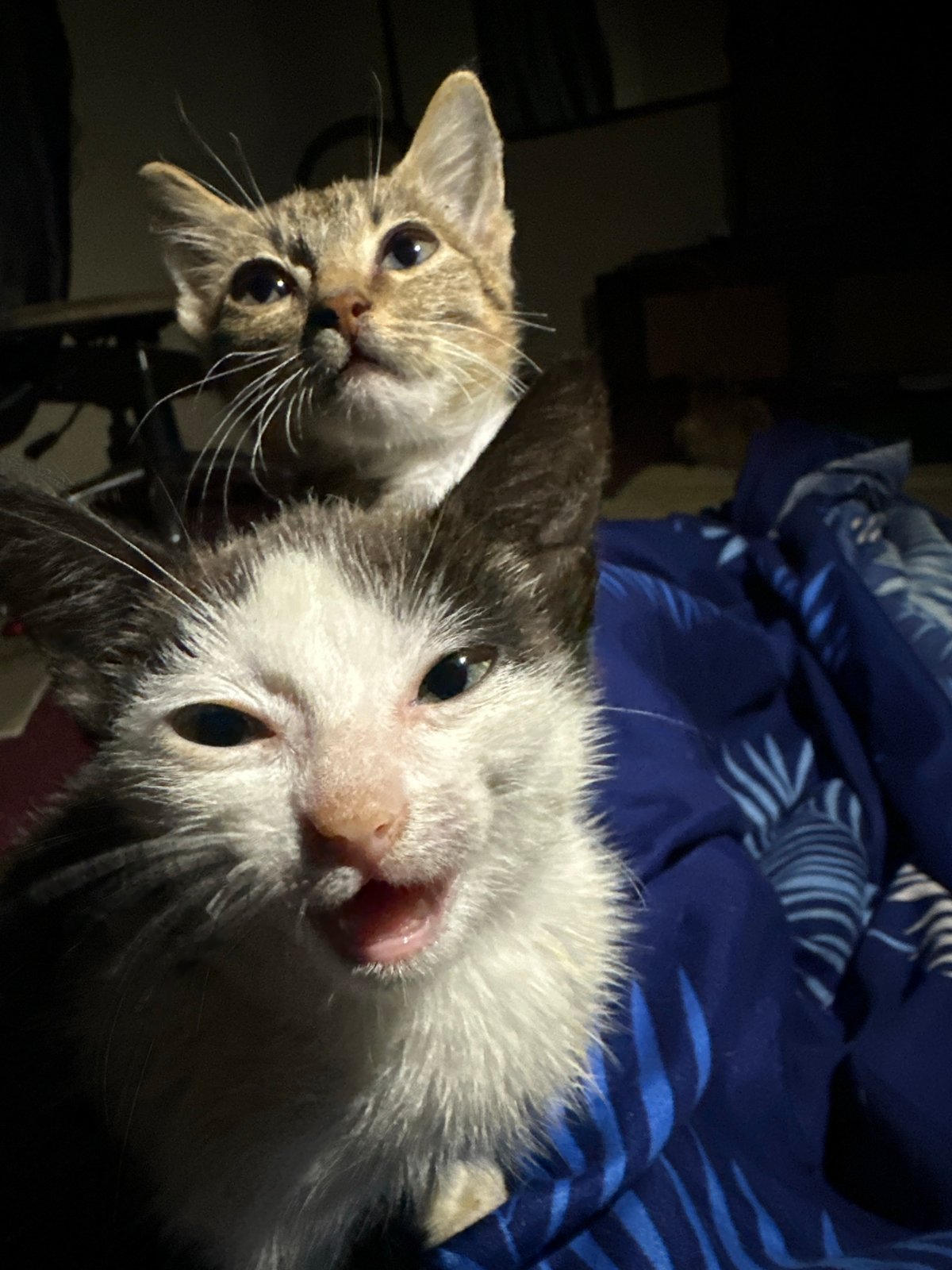 Kittens hanging out indoors in Jos, Nigeria