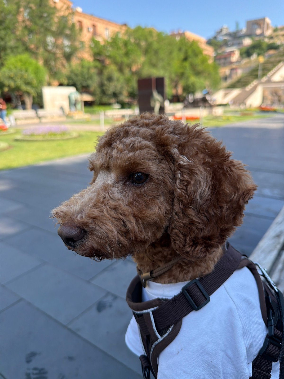 Poodle in a t-shirt explores Yerevan's Cascade Complex