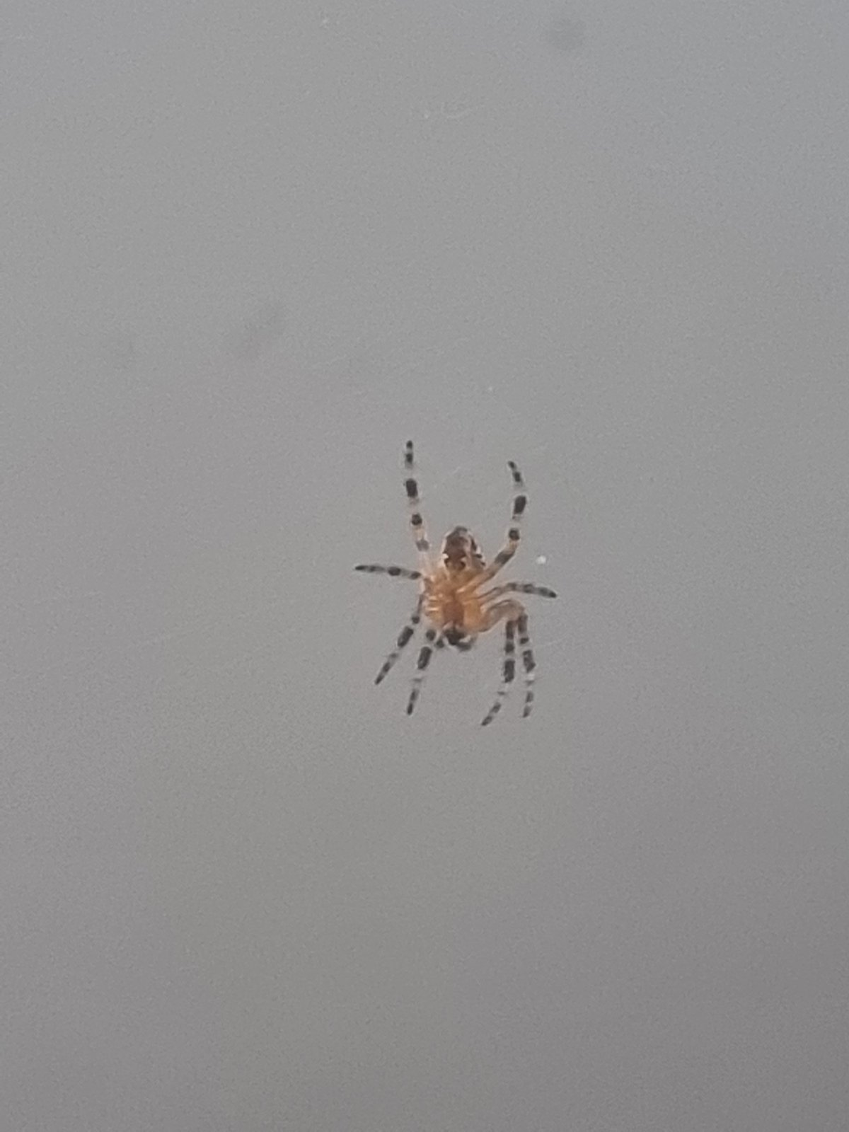 Close-up of a brown spider against a gray background