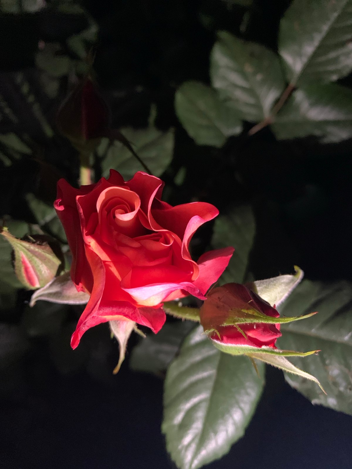 Evening garden roses photographed in various bloom stages