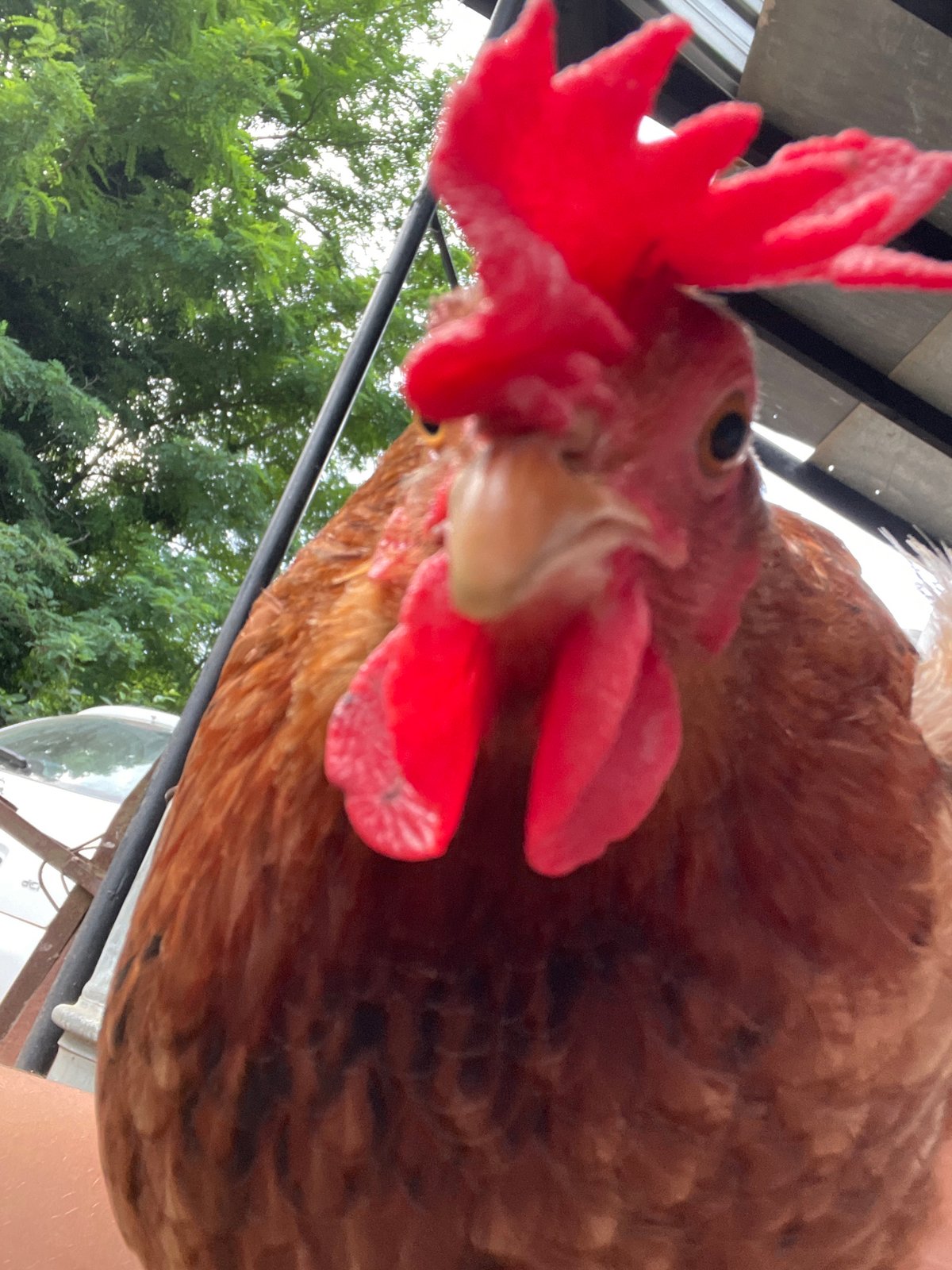Farmyard chickens and hilltop views in Zlatograd, Bulgaria
