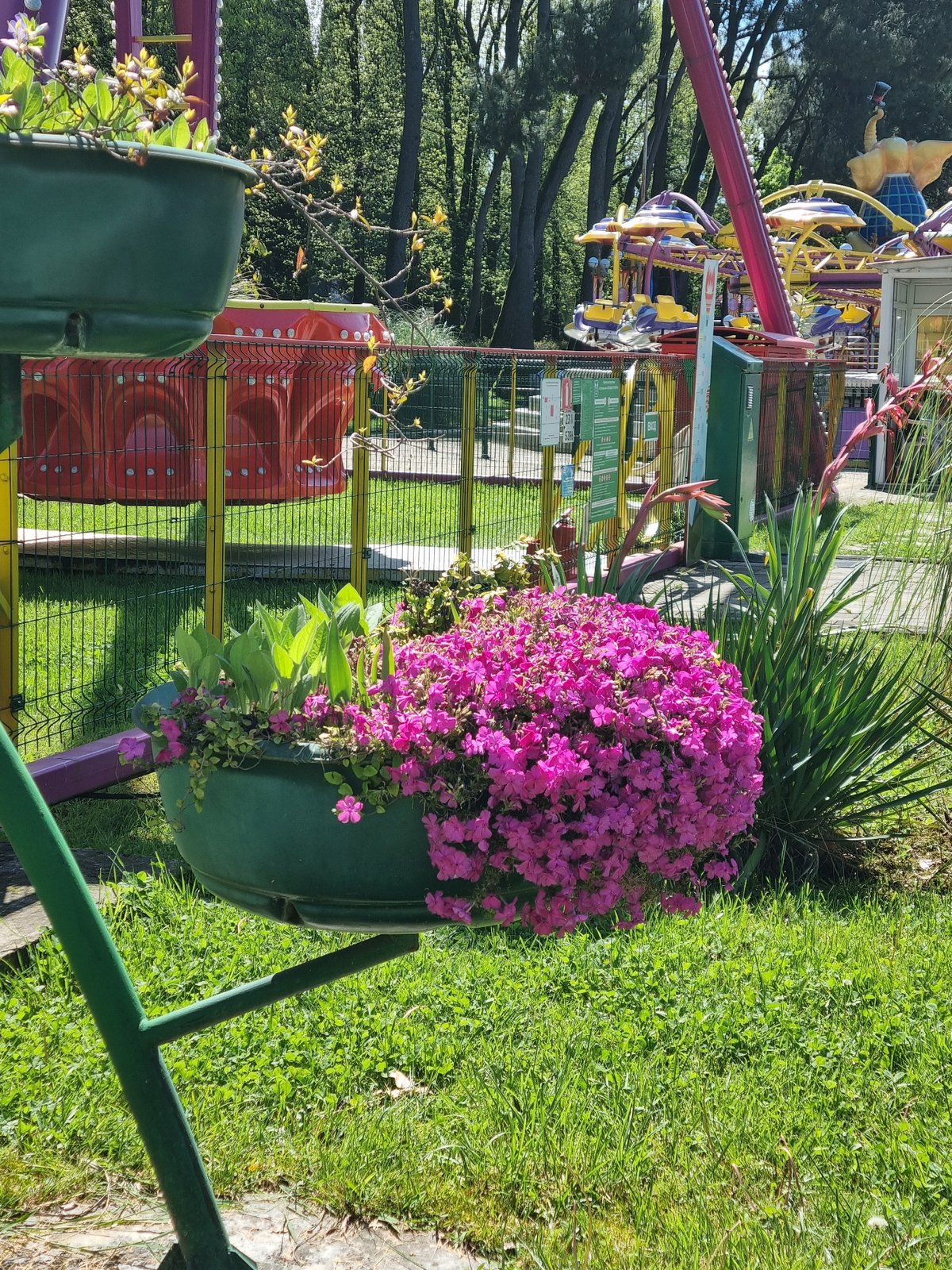 Spring flowers and carnival rides documented in Sochi park