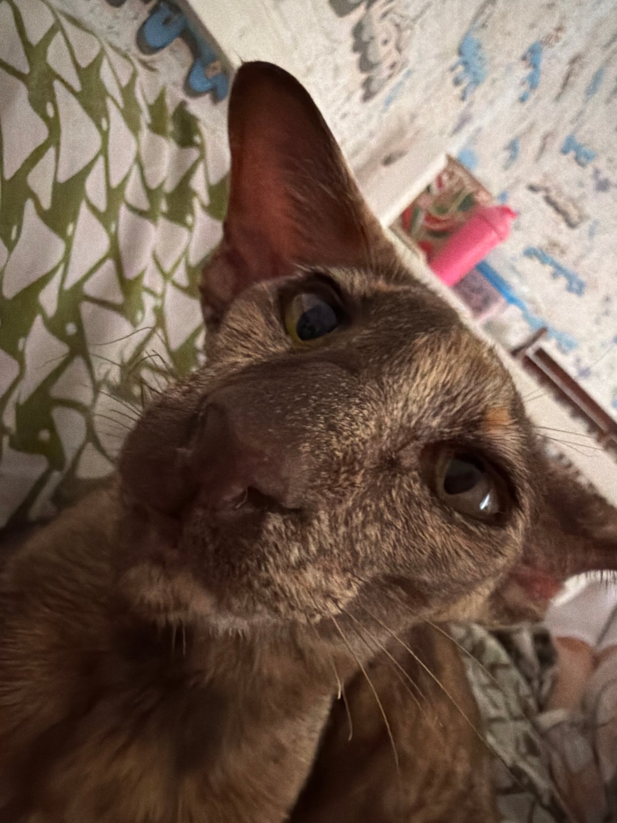 Lazy morning at home with a cat in Chaikovsky