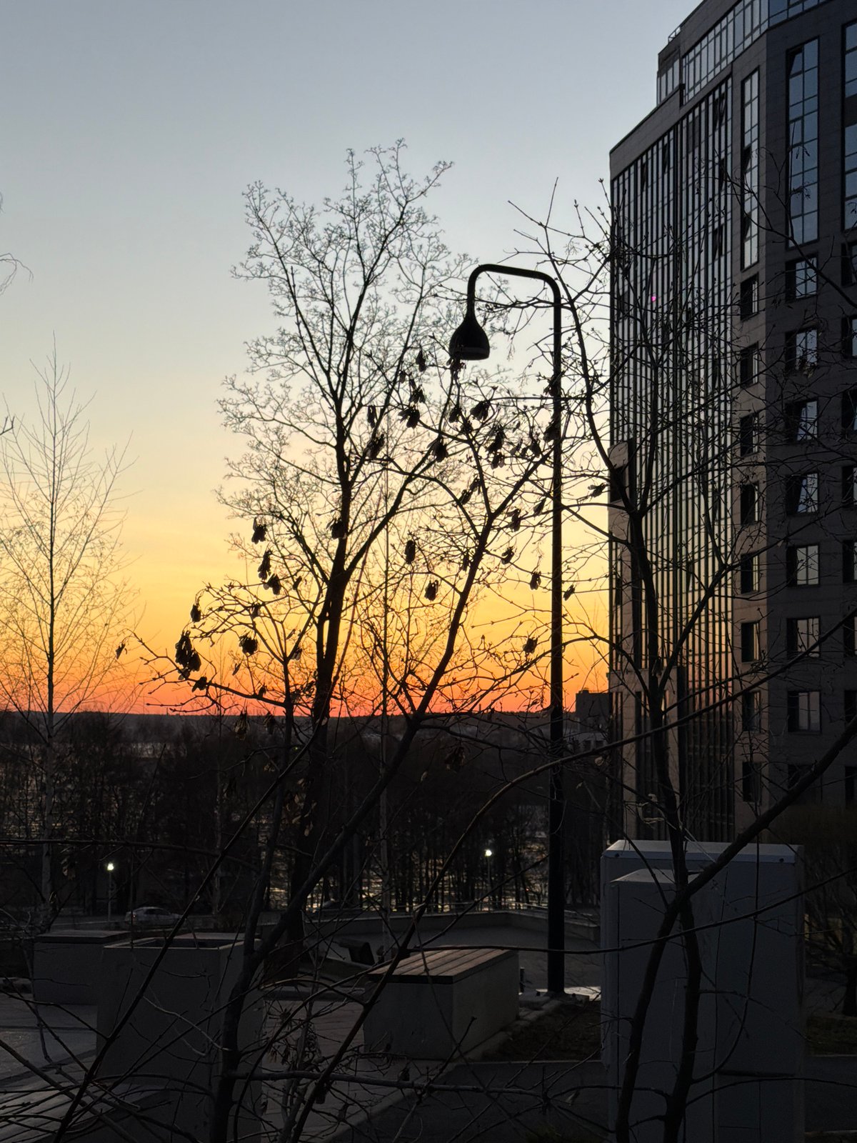 Urban sunset observed with birds gathering in silhouetted trees