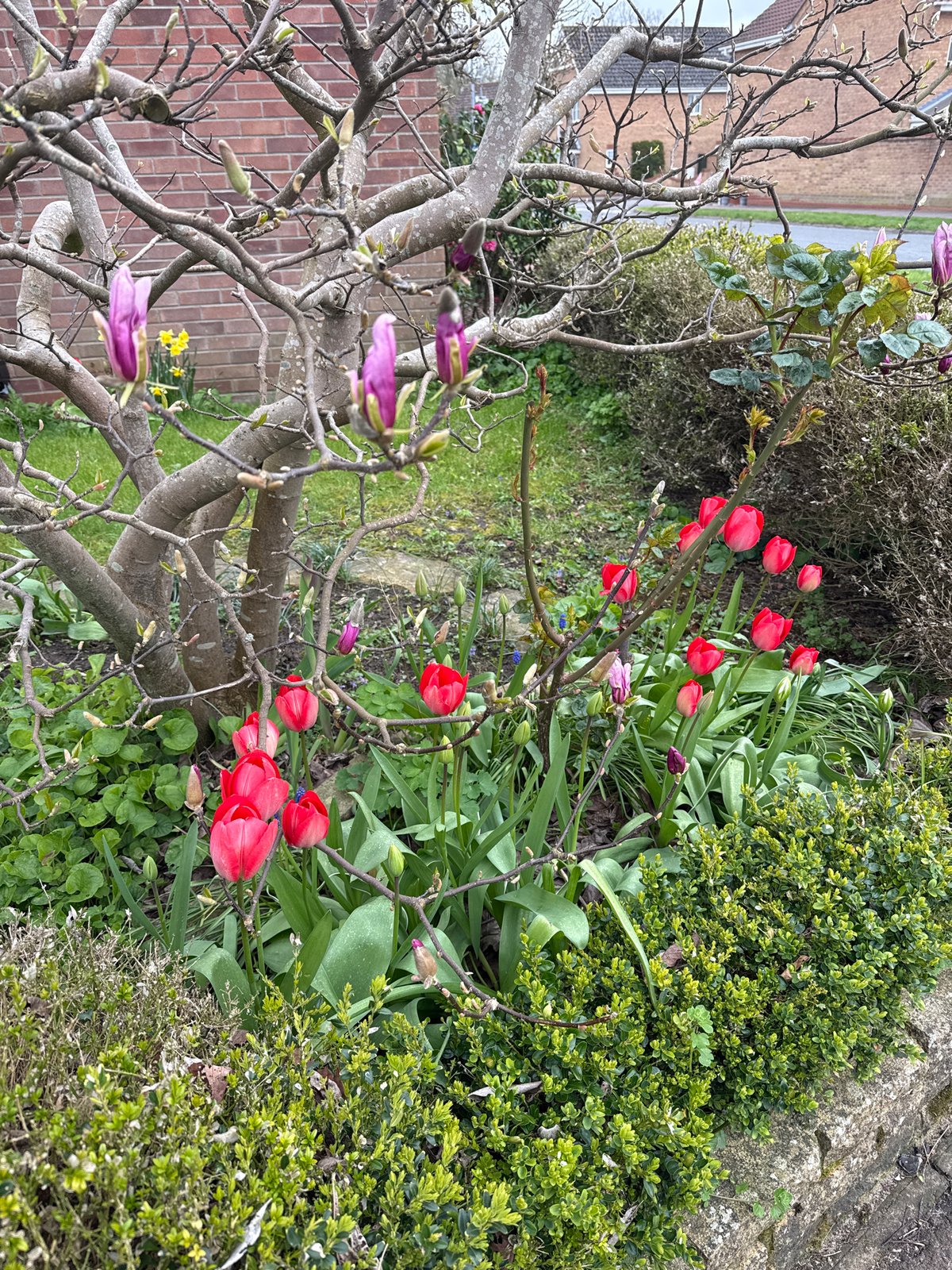 Spring flowers bloom across Great Yarmouth gardens