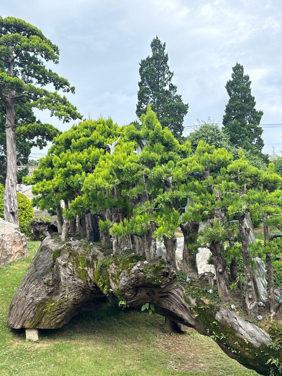Morning visit to Japanese garden attraction in Đà Lạt captured