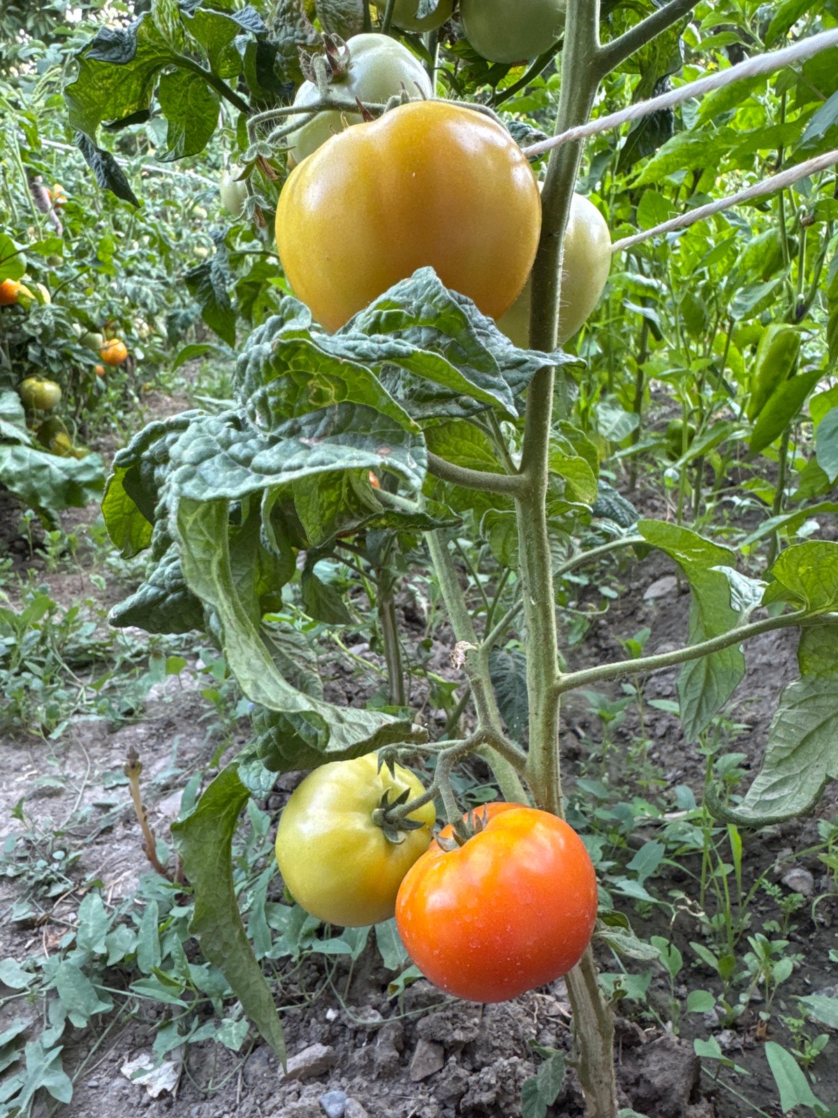 Garden life and a kitten in a Kyrgyzstan backyard