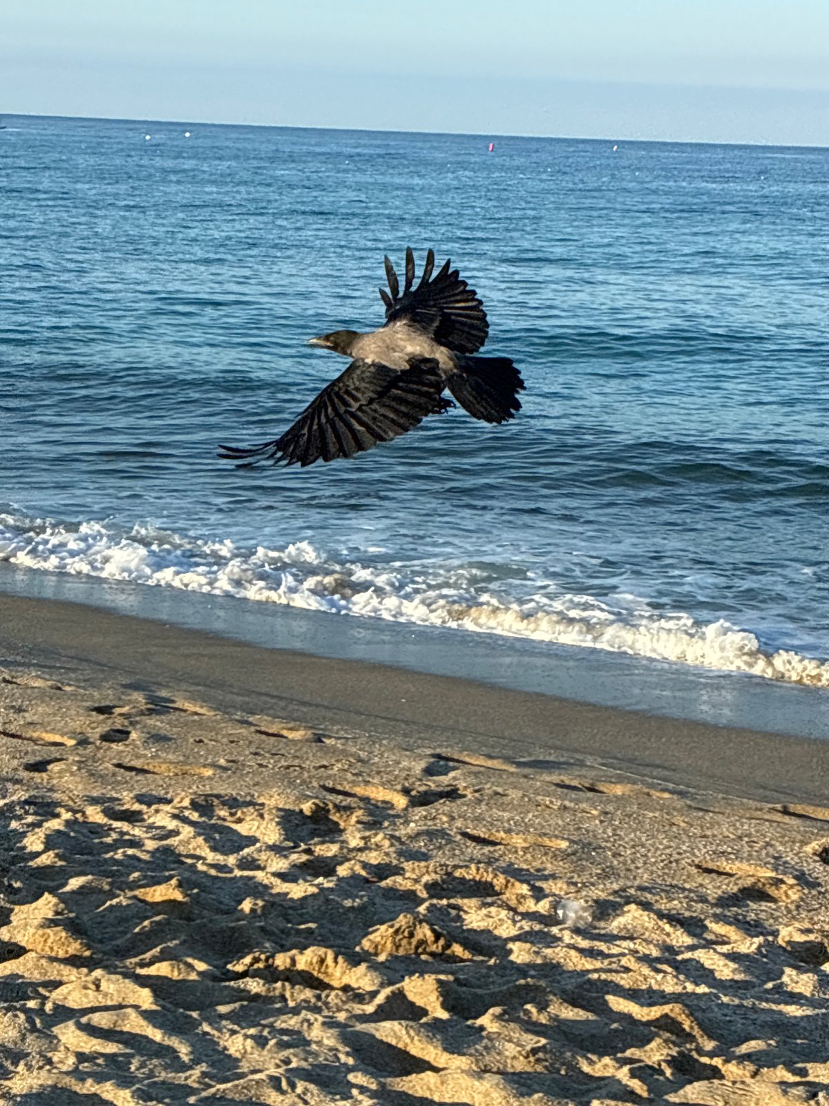Alanya coastline at dawn, waves breaking and birds in flight