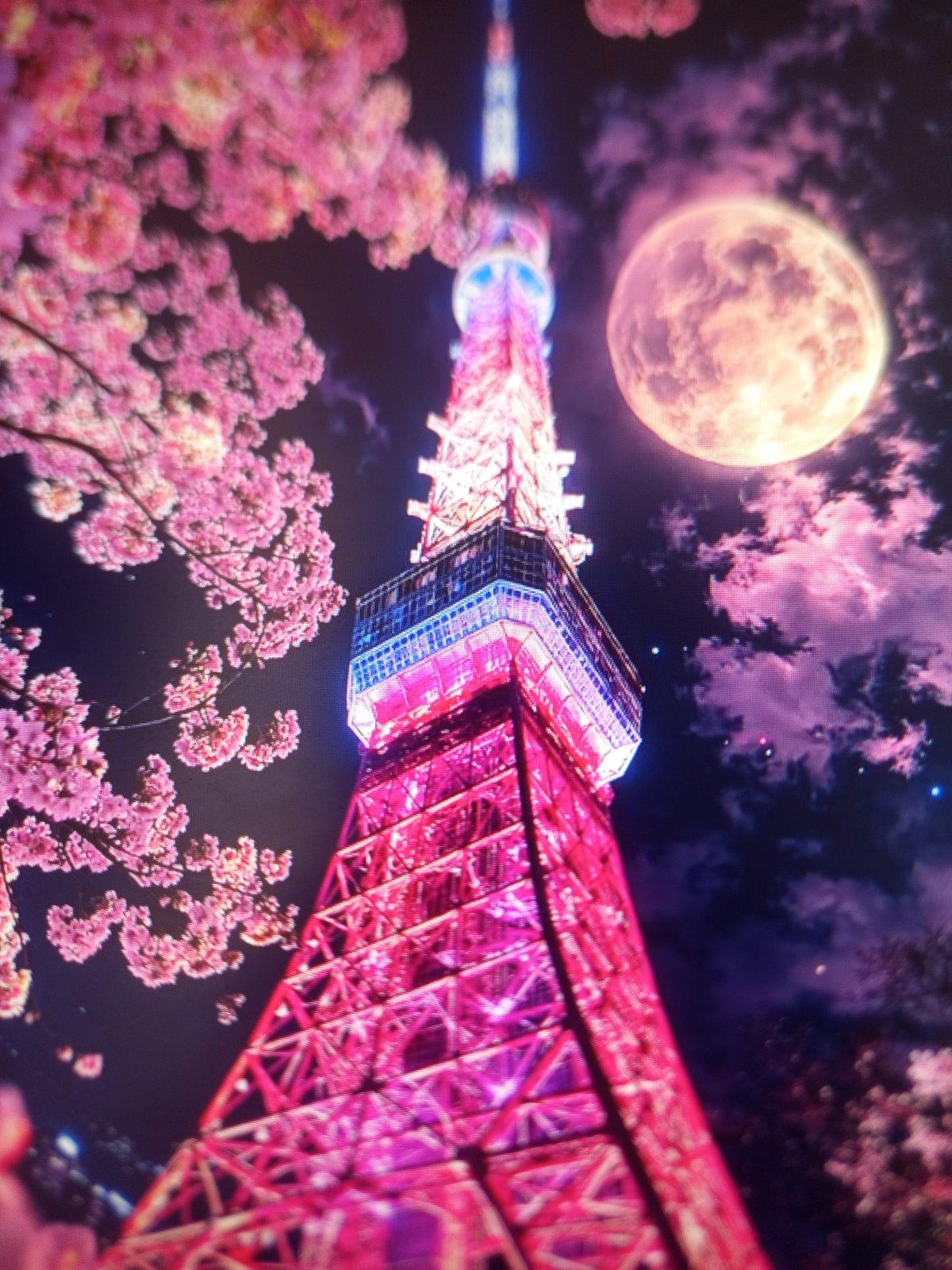 Tokyo Tower and cherry blossoms on a glowing night