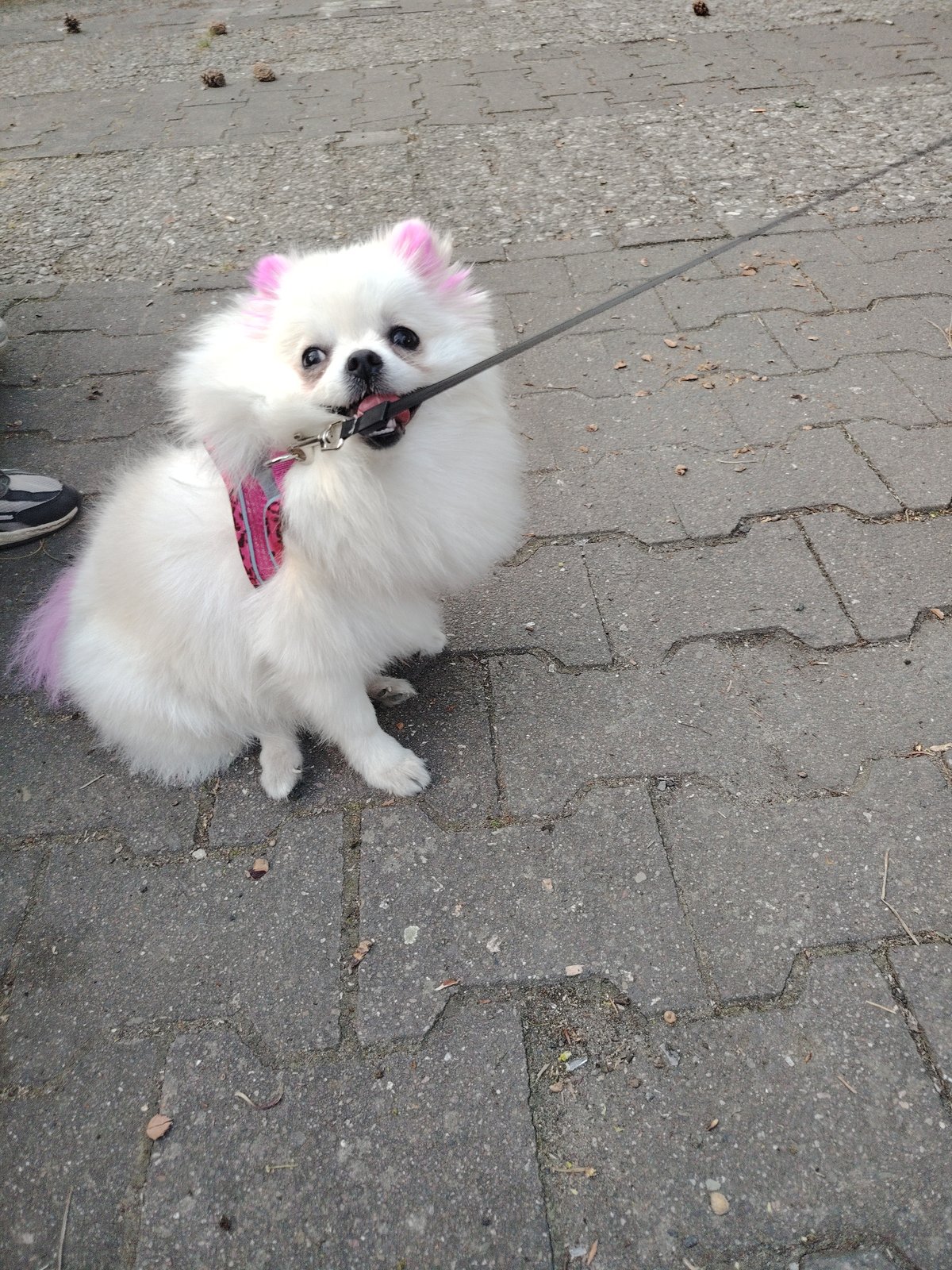 Pink-dyed Pomeranian spotted during evening walk in Berlin
