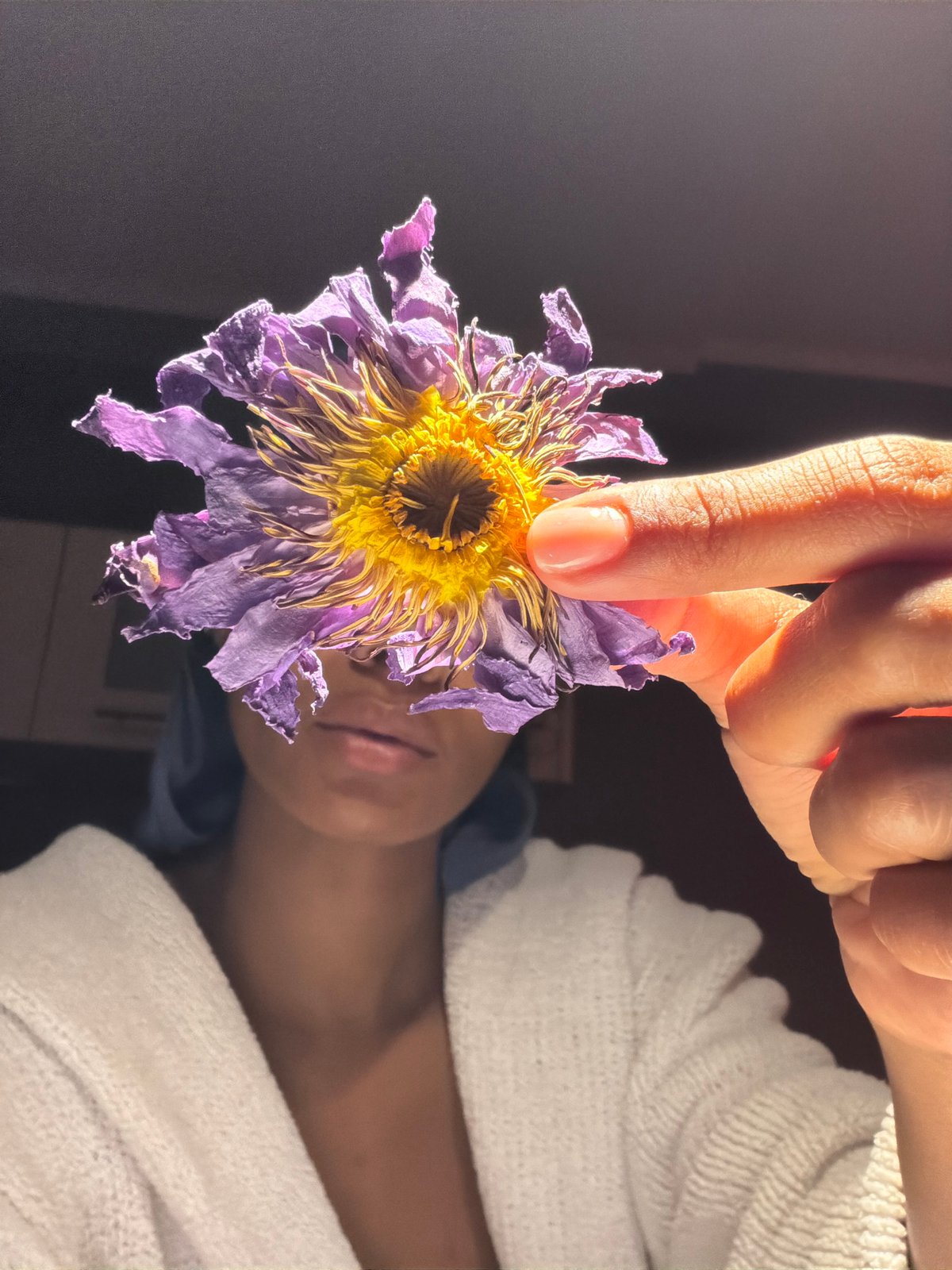 Dried purple and yellow flower examined up close in Champs-sur-Marne