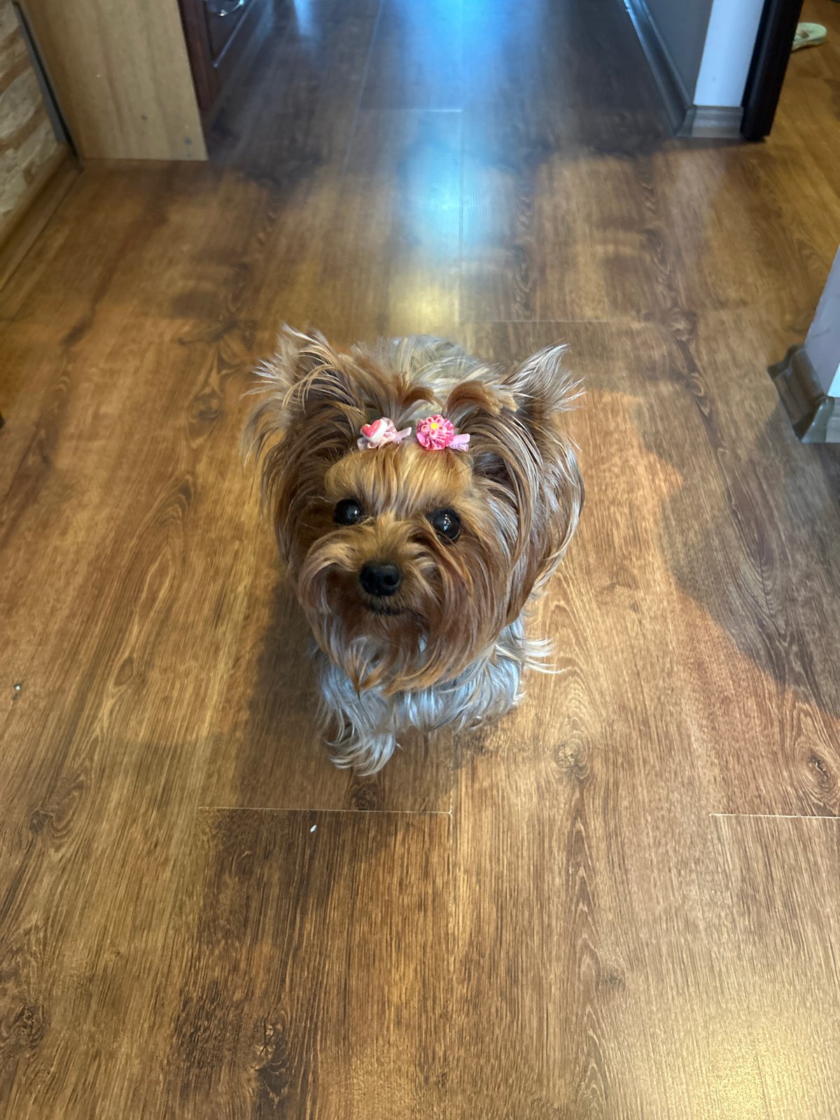 Yorkshire Terrier with pink bows photographed during rainy day