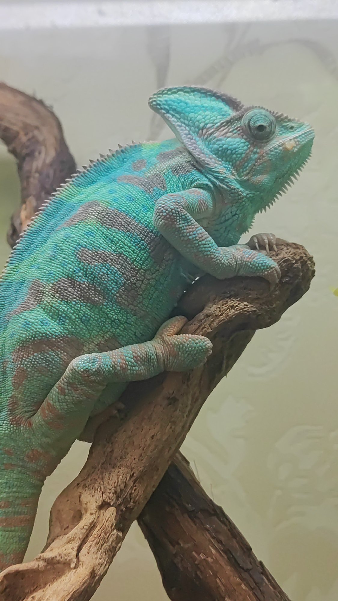 Chameleons, small dogs, and indoor close-ups from Sochi