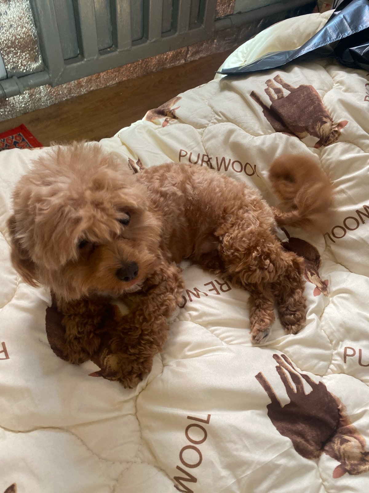 Fluffy poodle naps across cozy blankets in Dnipro