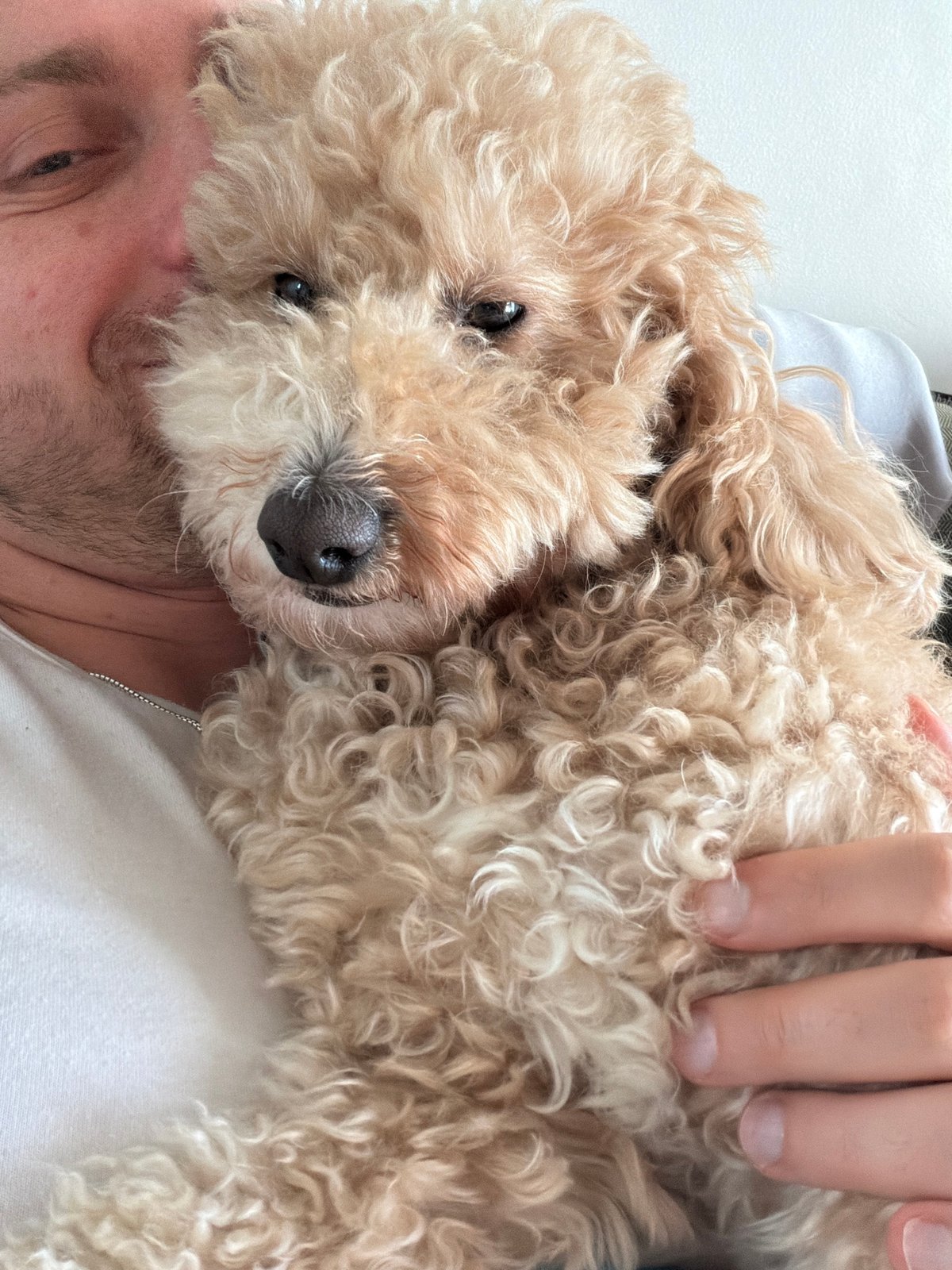 Poodle rests on owner in quiet London moment