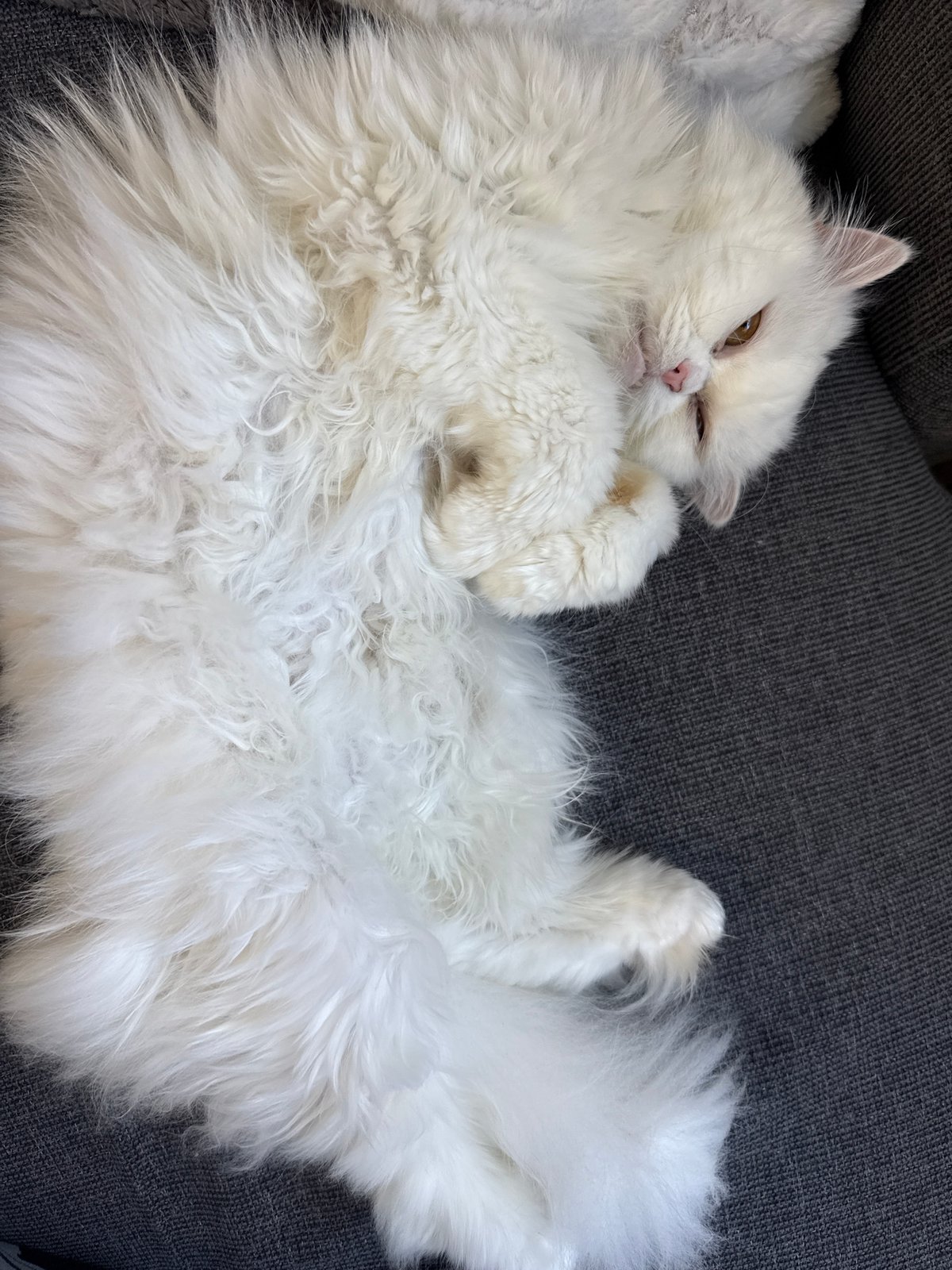 White cat enjoys afternoon rest on sofa in Burgas