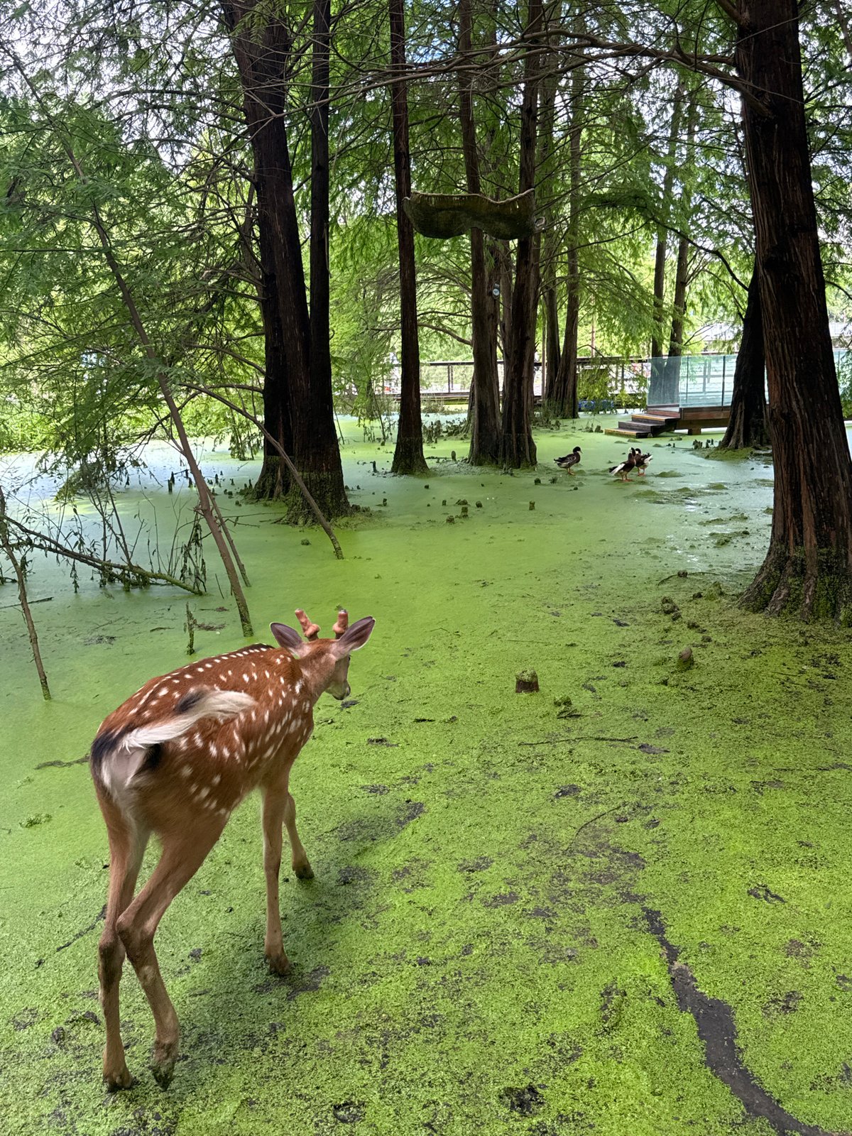 Sika deer roam a lush wetland park in Lin'an
