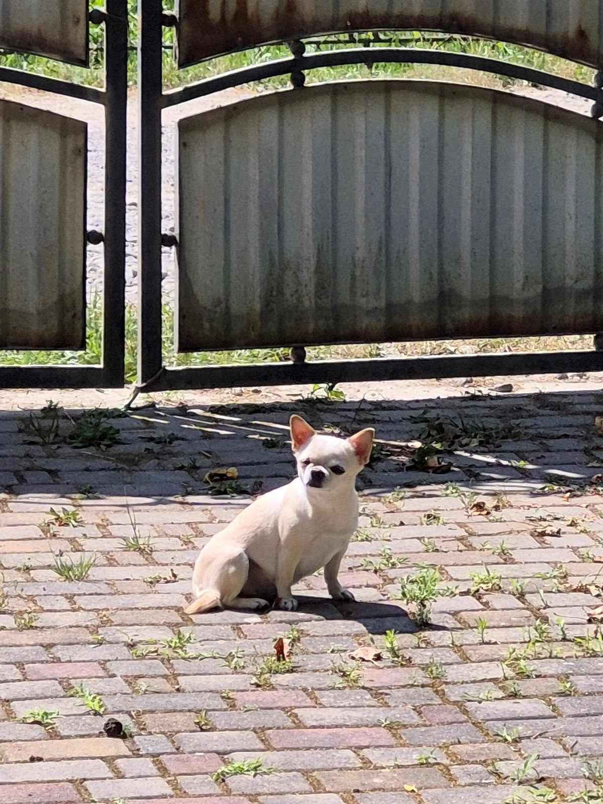 Sunny backyard morning: cherries, garden flowers, and a Chihuahua