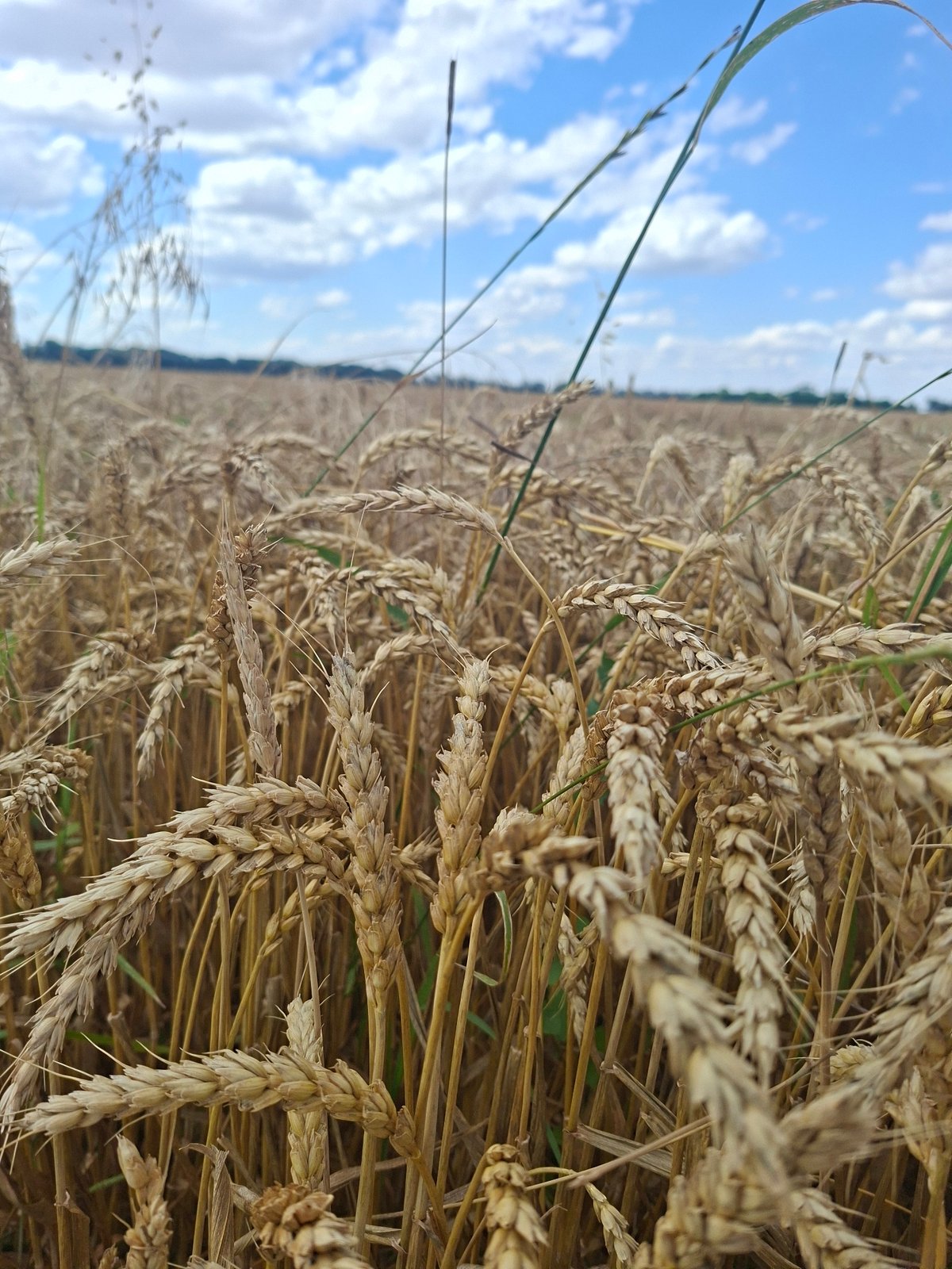 Midsummer rural scene: wheat, wildflowers, and grazing cattle in Gorkovskiy