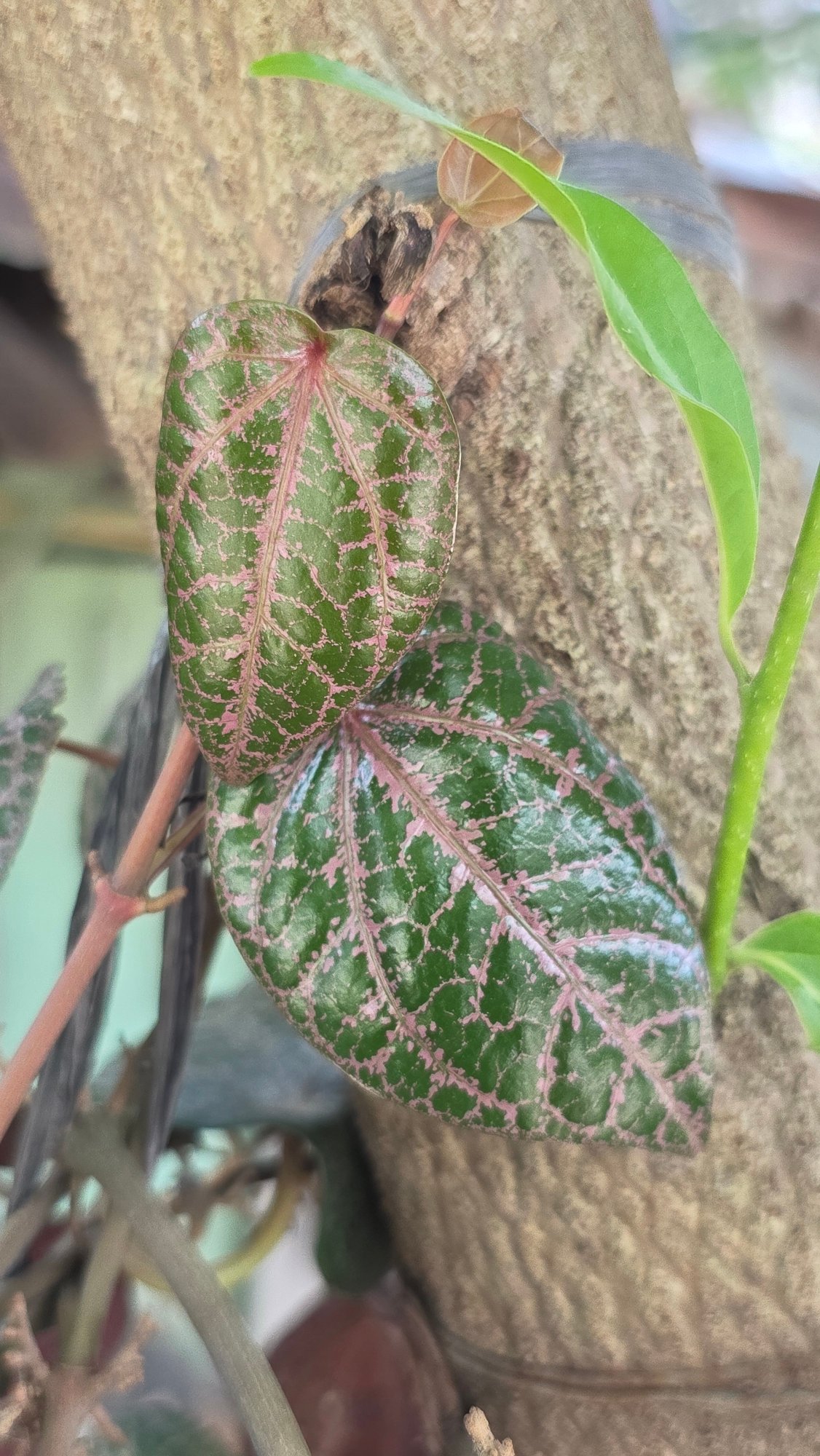 Tropical flora and fauna documented in Lhokseumawe garden
