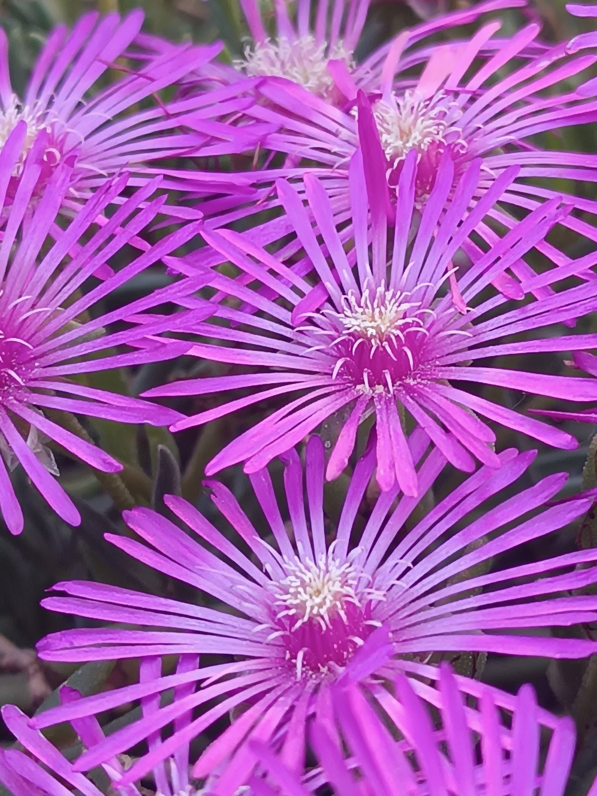 Botanical photography session documents flowers, insects in Viadana, Italy