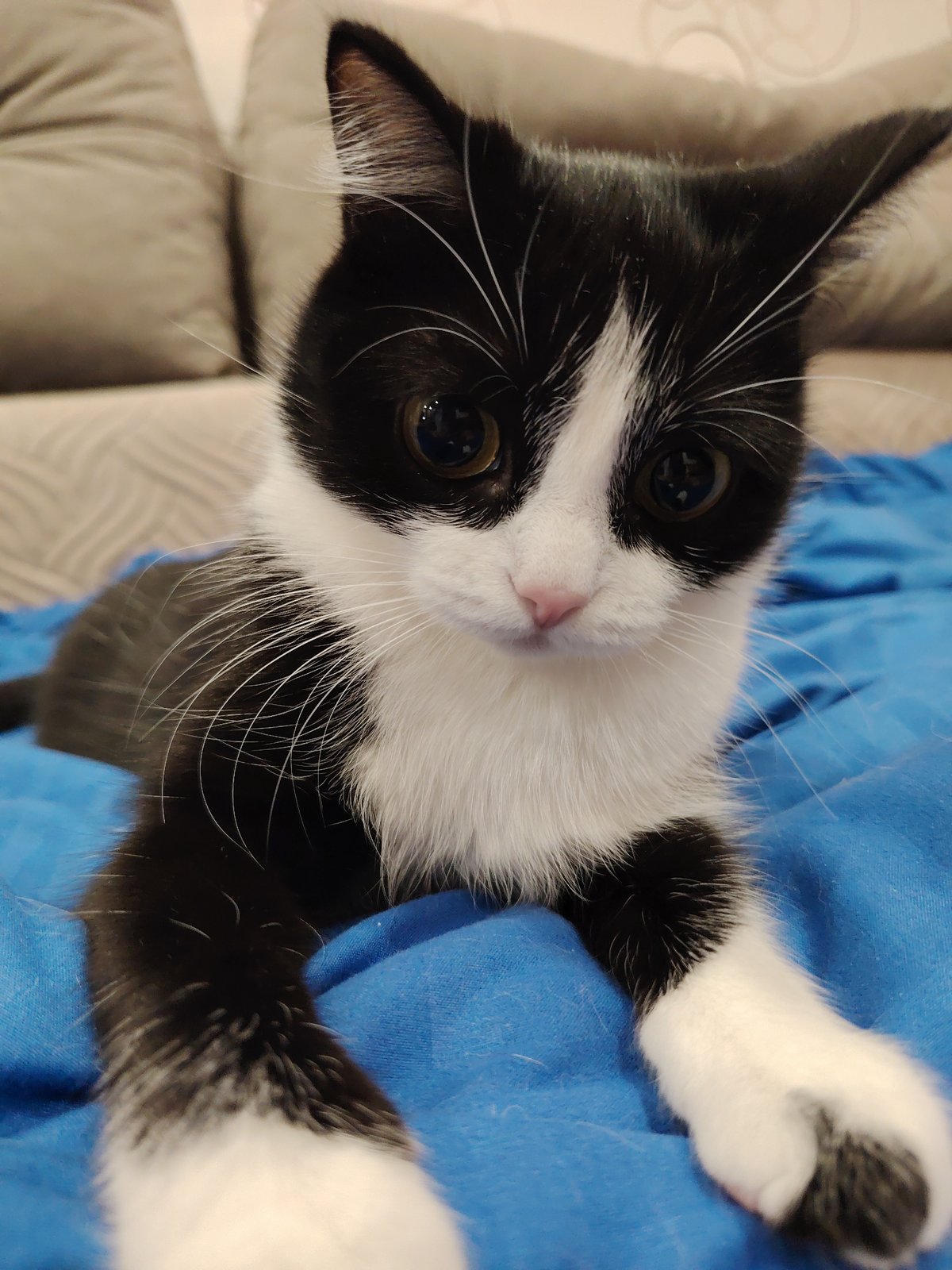 Kitten's afternoon playtime documented across 52 minutes indoors