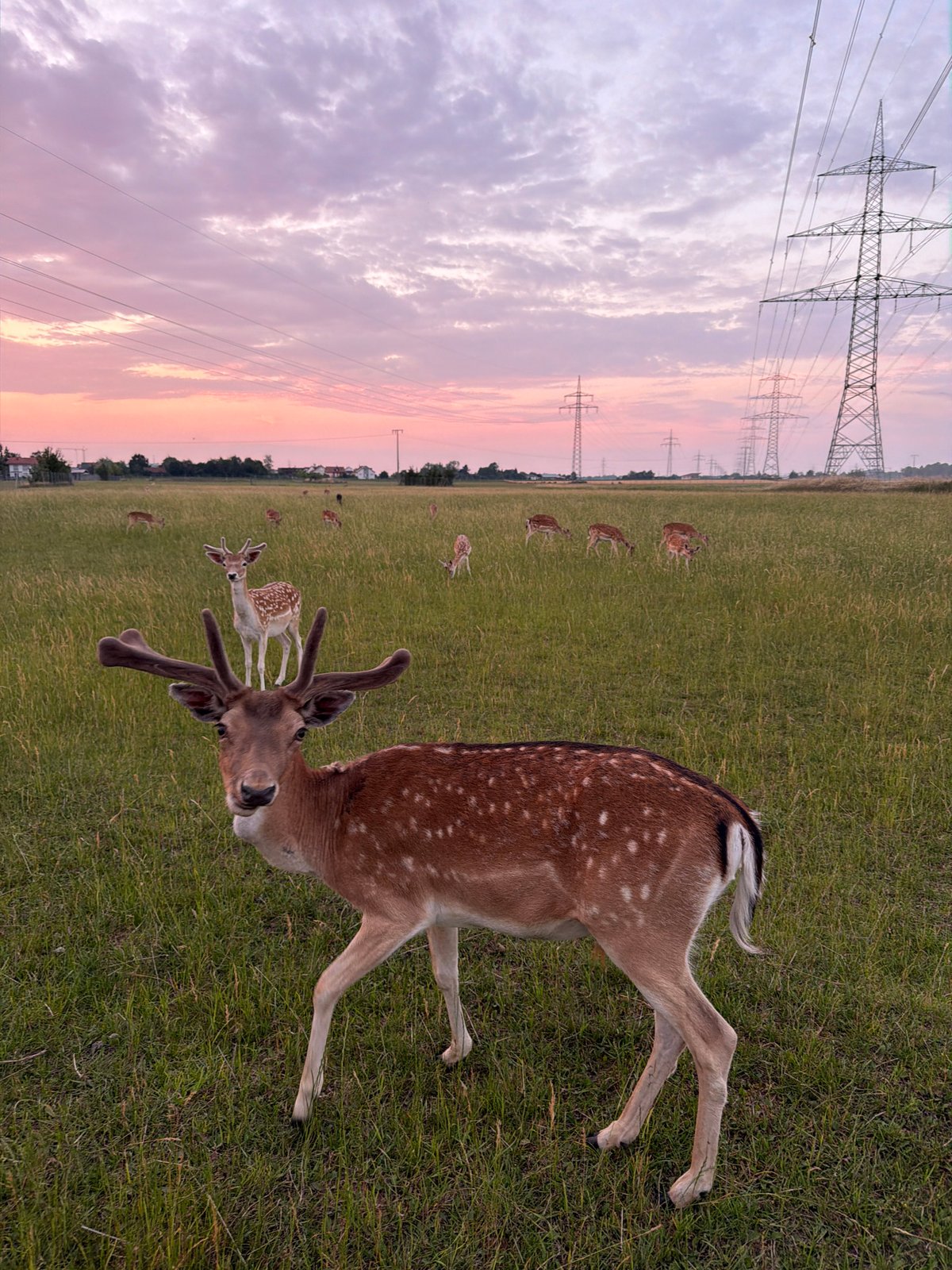 Fallow deer herd at dusk in a Pliening meadow