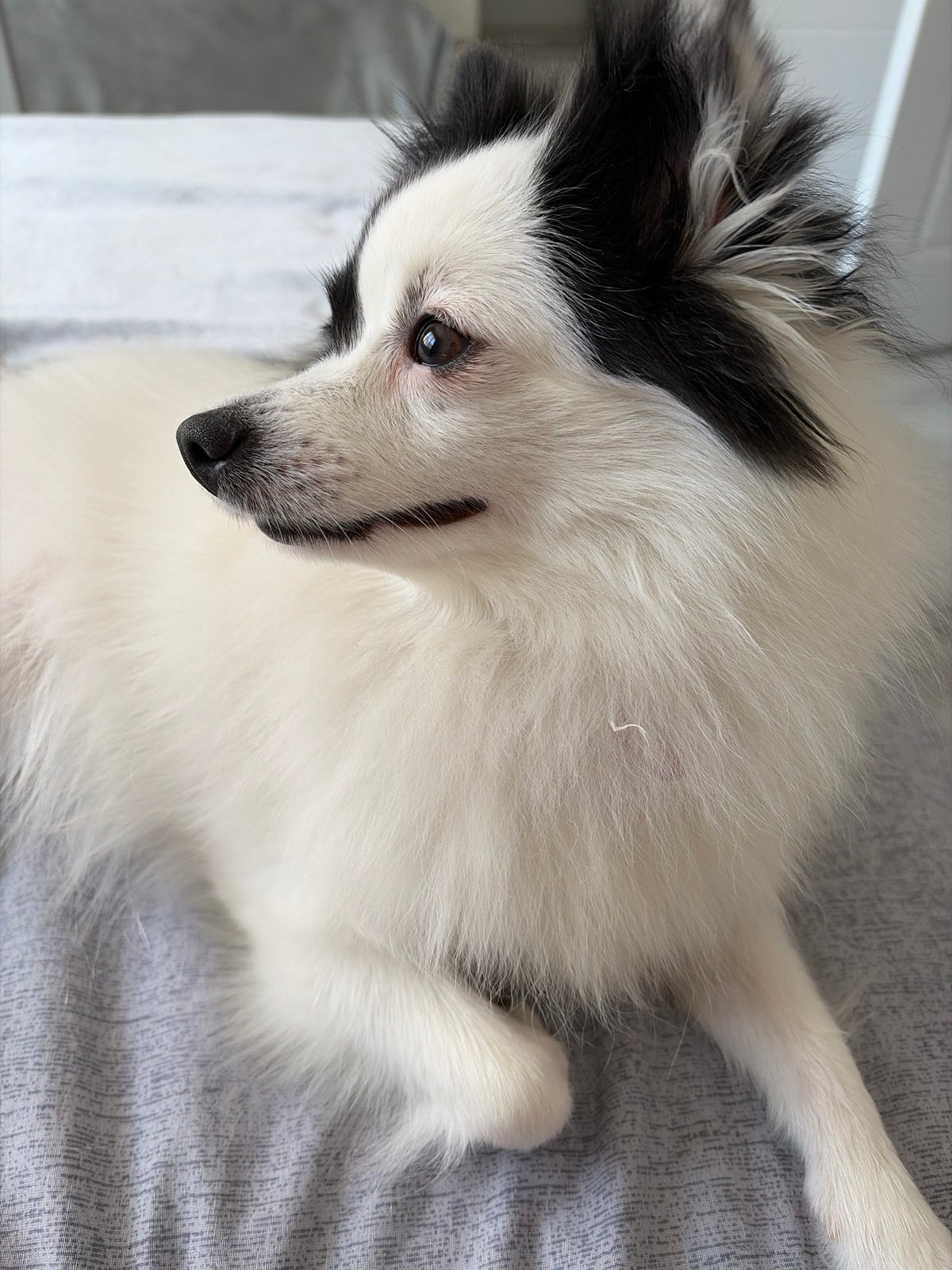 Morning with Pomeranian dog captured in Stara Zagora, Bulgaria