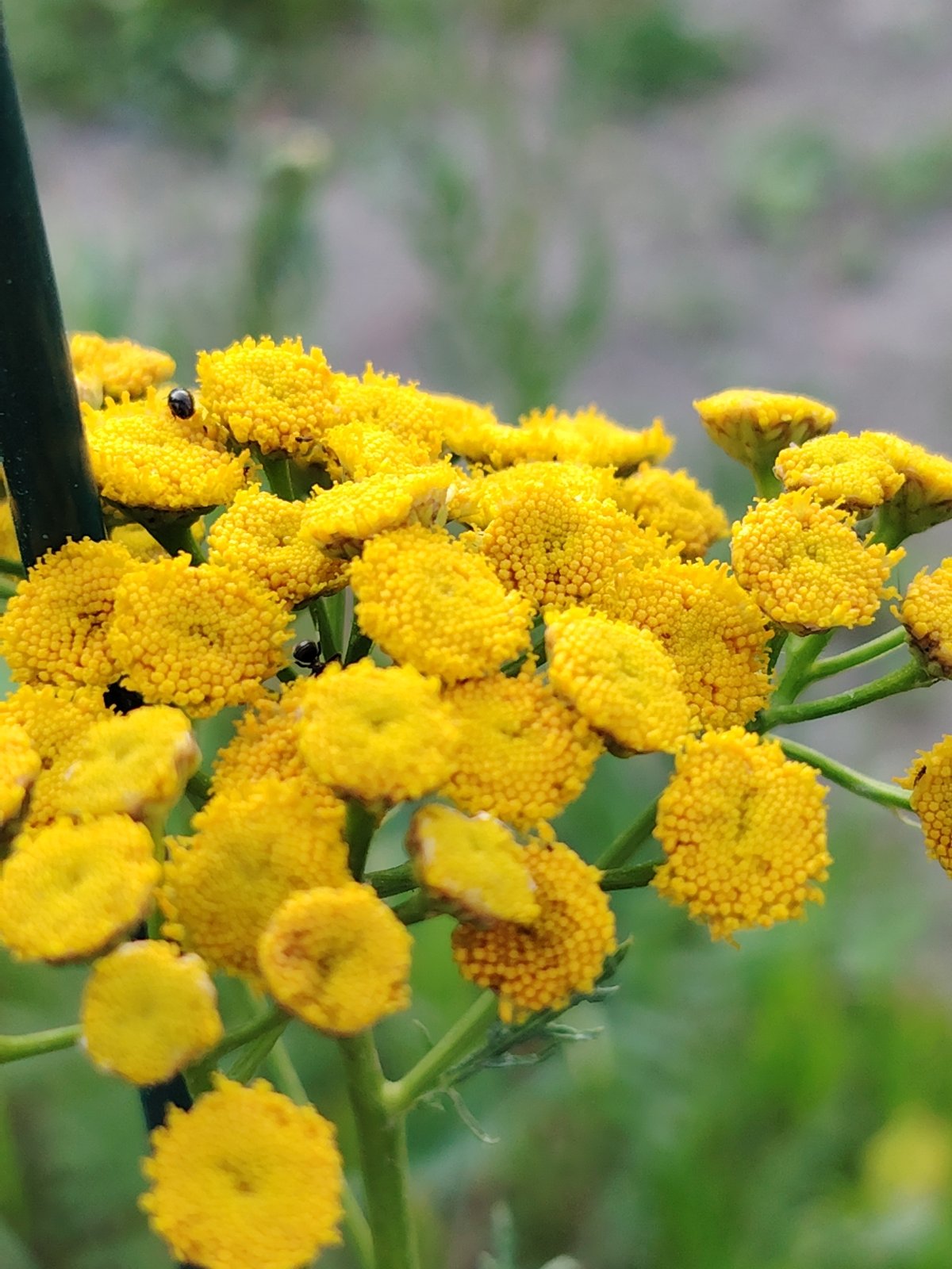 Summer wildflowers documented up close in Balashikha, Russia
