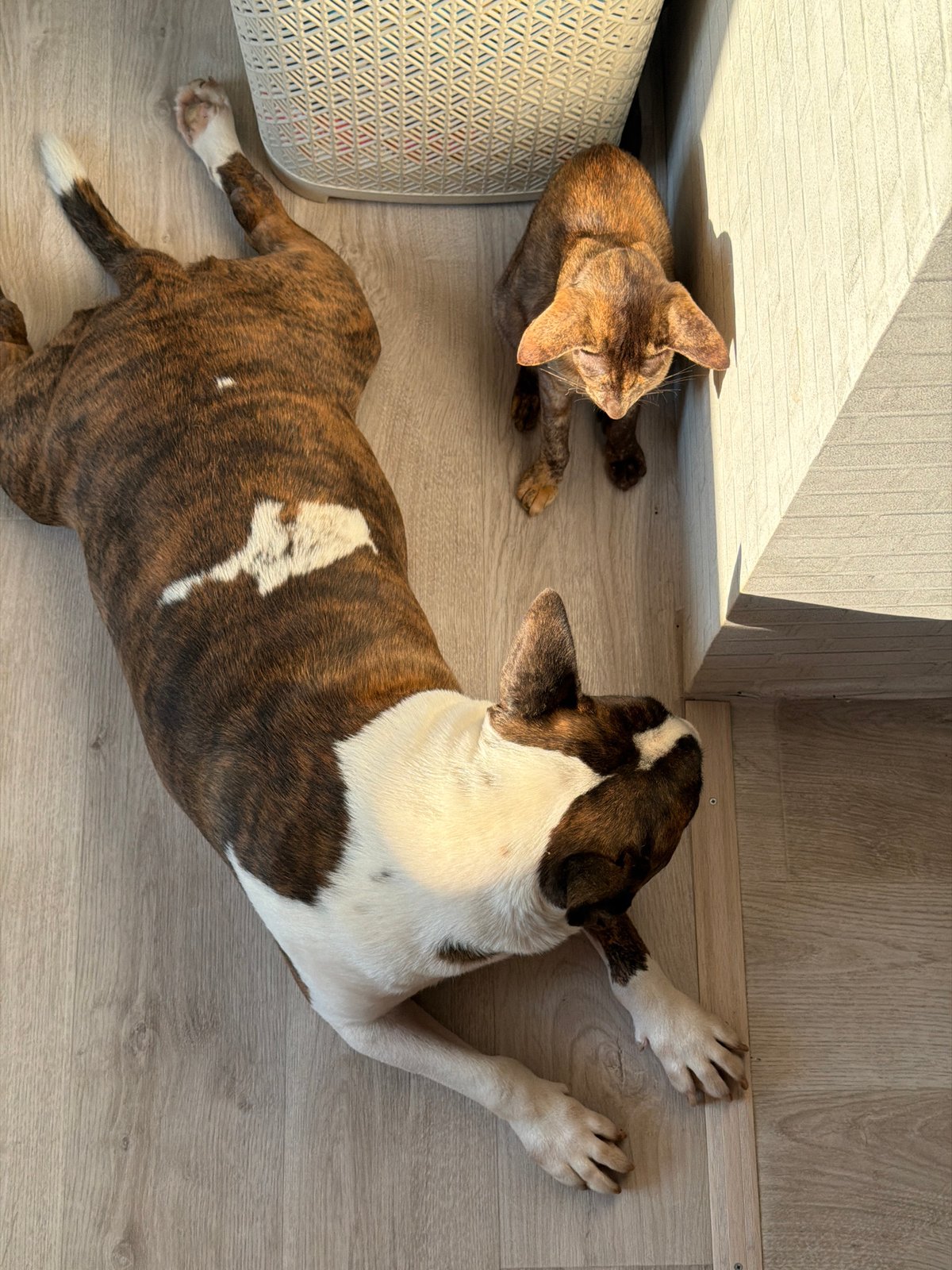 Pets and late-night home moments in Chaikovsky