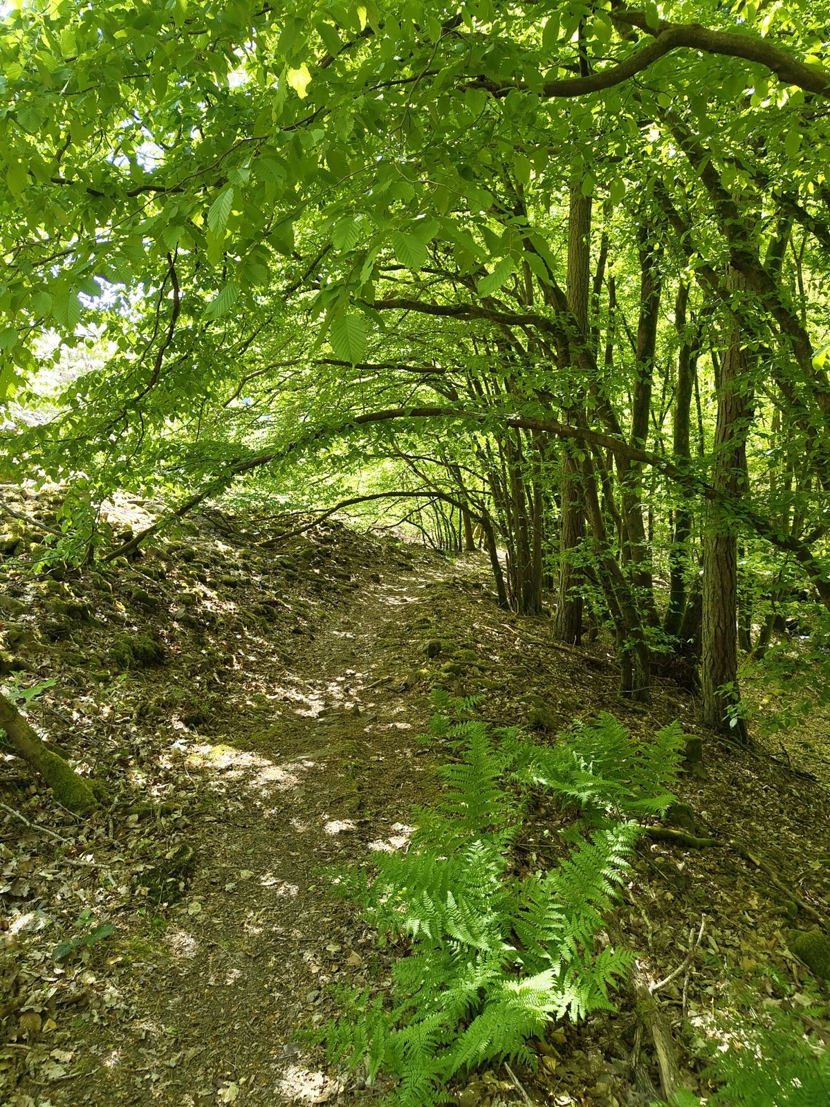 Morning forest walk documented in Mettlach, Germany