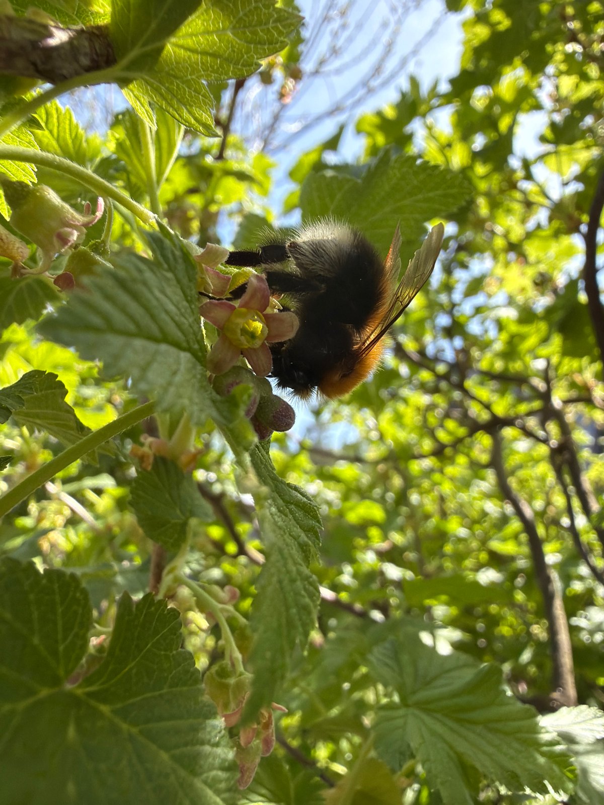 Spring gardening session captured in rural Russian village