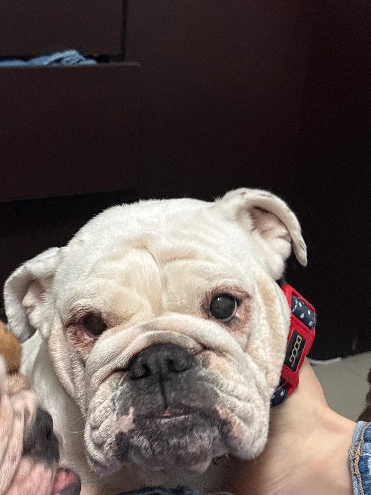 Wrinkly English Bulldog in a red polka-dot collar