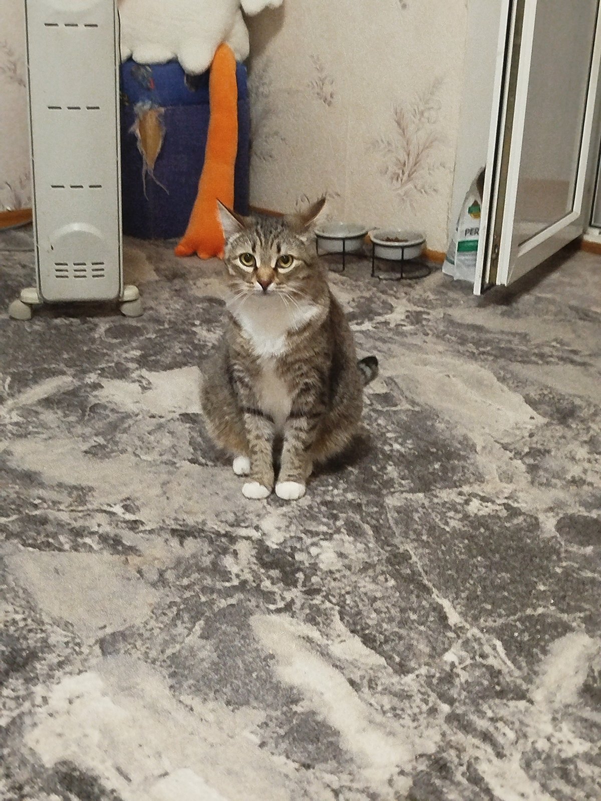 Tabby cats photographed indoors during evening domestic activities