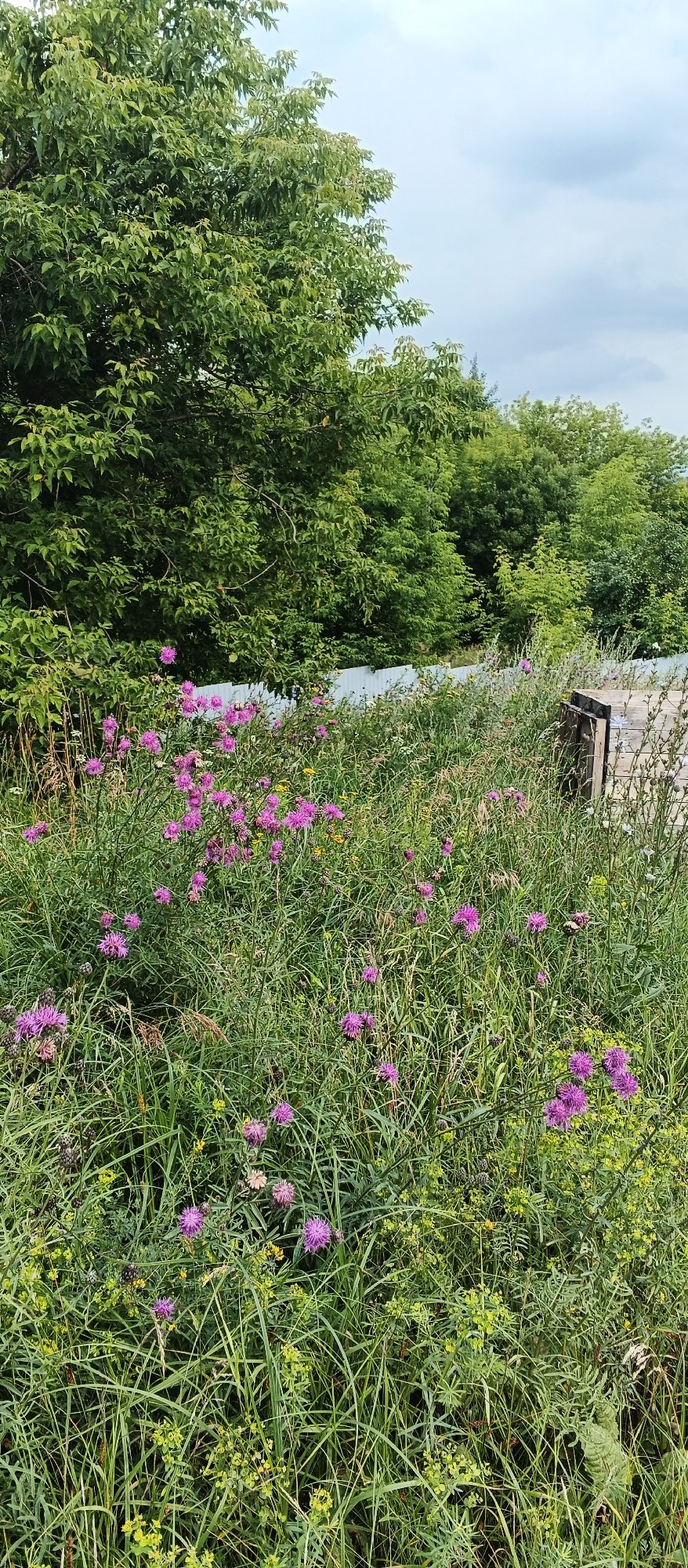Roadside wildflowers and a police stop in Pirogovo, Russia