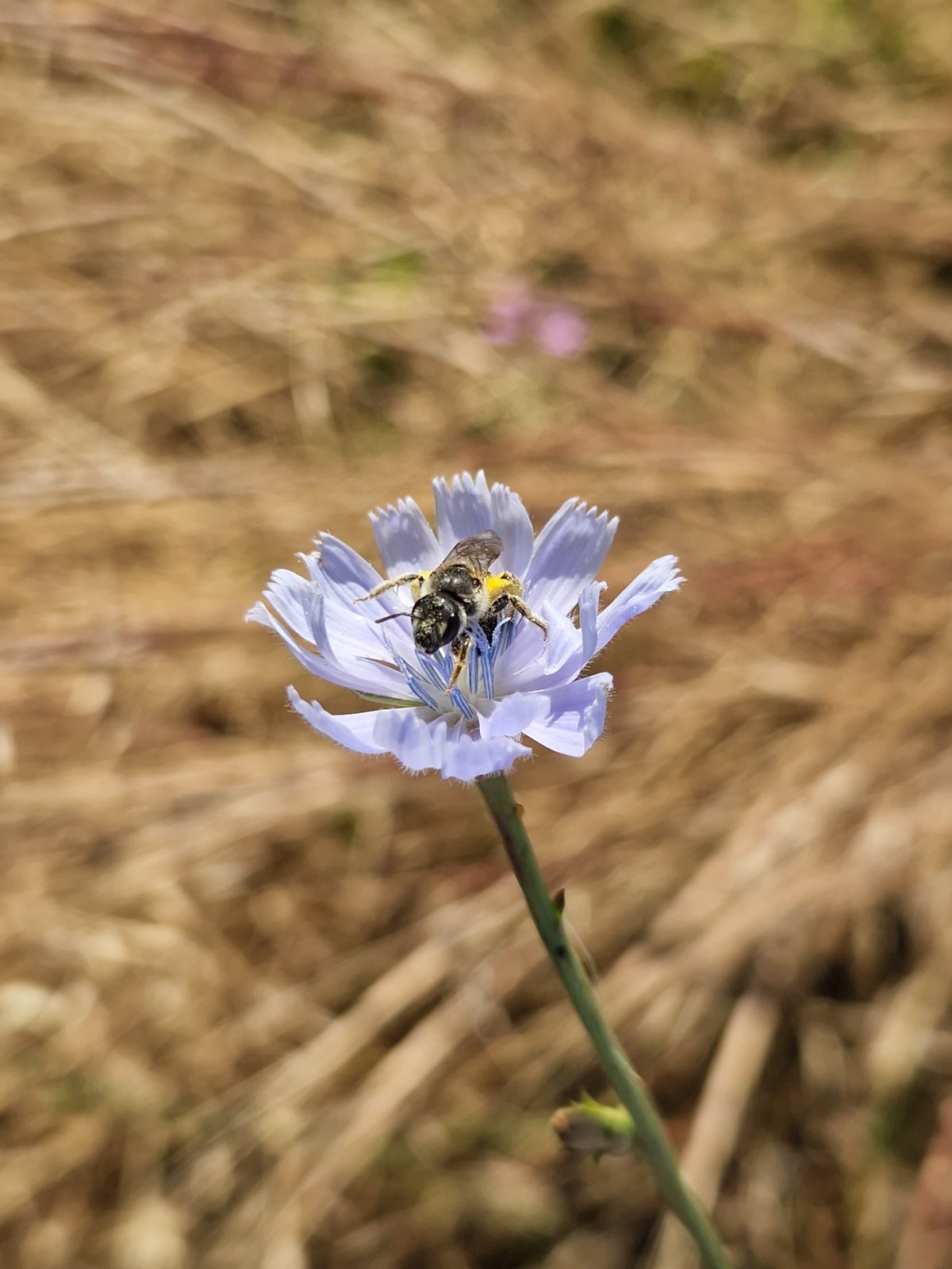 Sofia garden flora up close: chicory, lavender, and hydrangeas in bloom