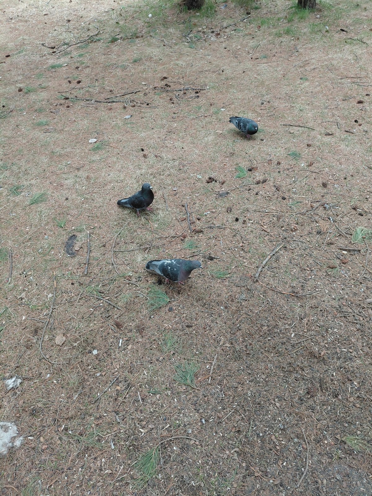 Pigeons forage for bread in Nadym woodland area