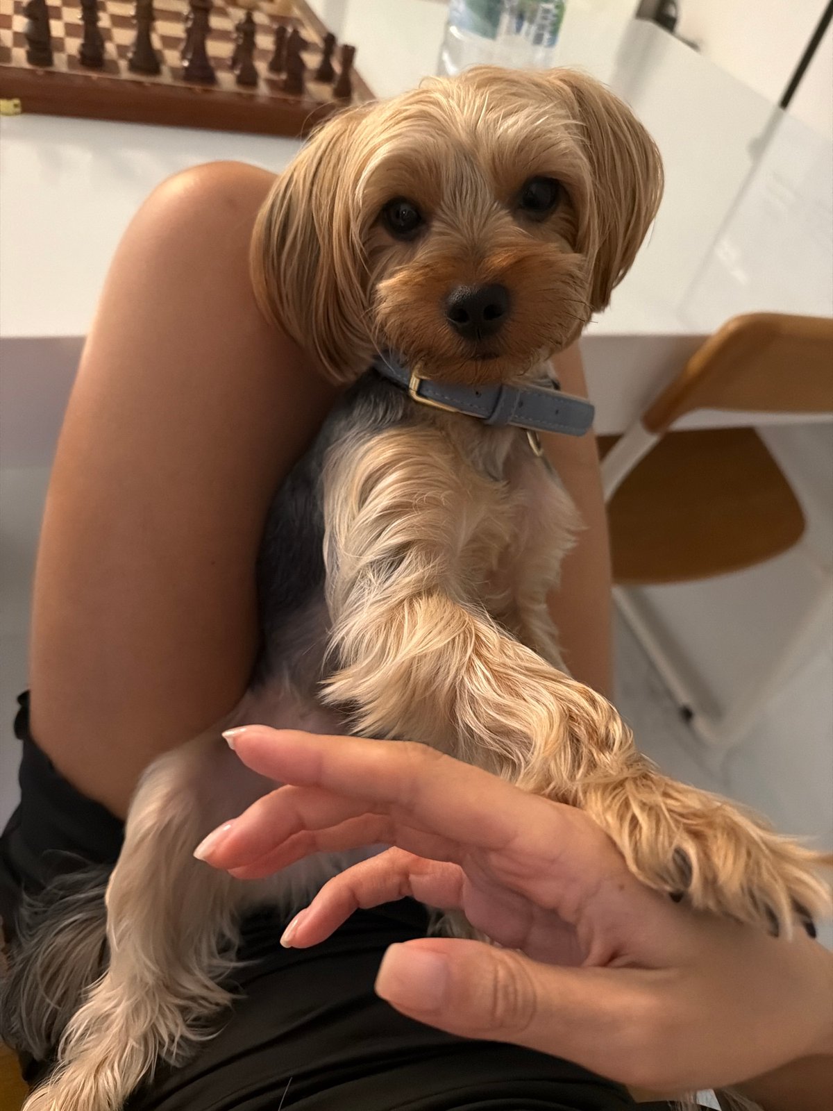 Yorkshire Terrier hangs out at home in Thep Krasatti