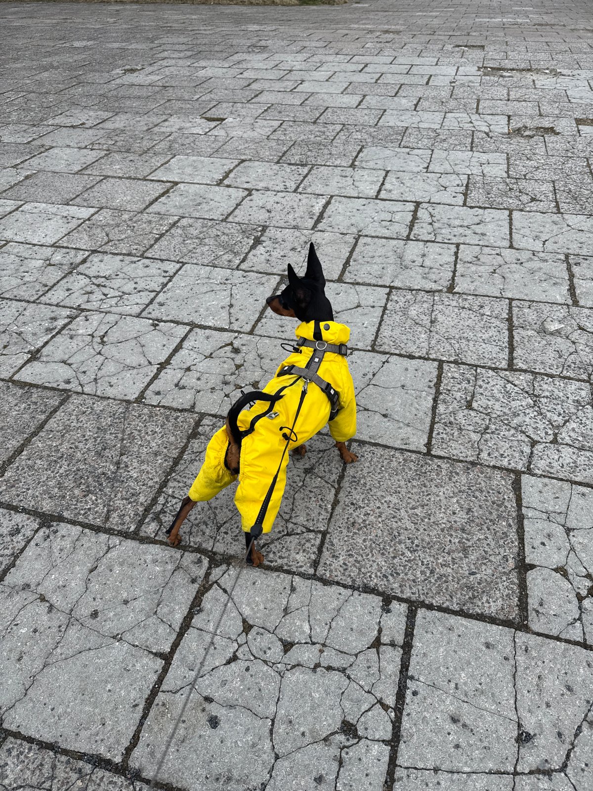 Small dog spotted on memorial pathway in Tallinn
