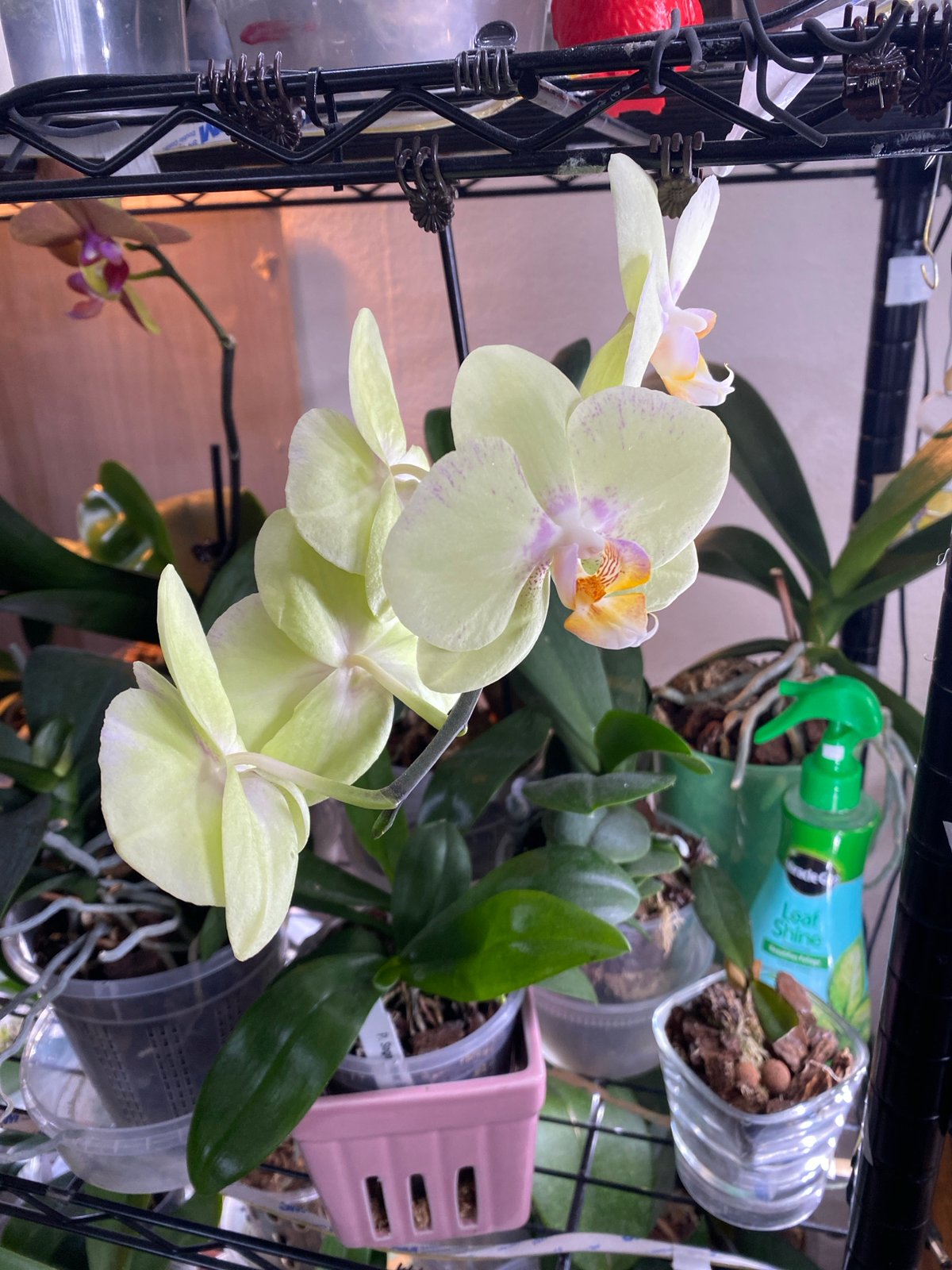 Orchids, artificial blooms, and floral art at a Miami shop