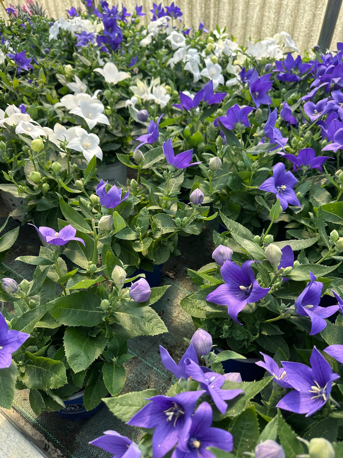 Greenhouse in Borno shows blooming balloon flowers and cyclamen